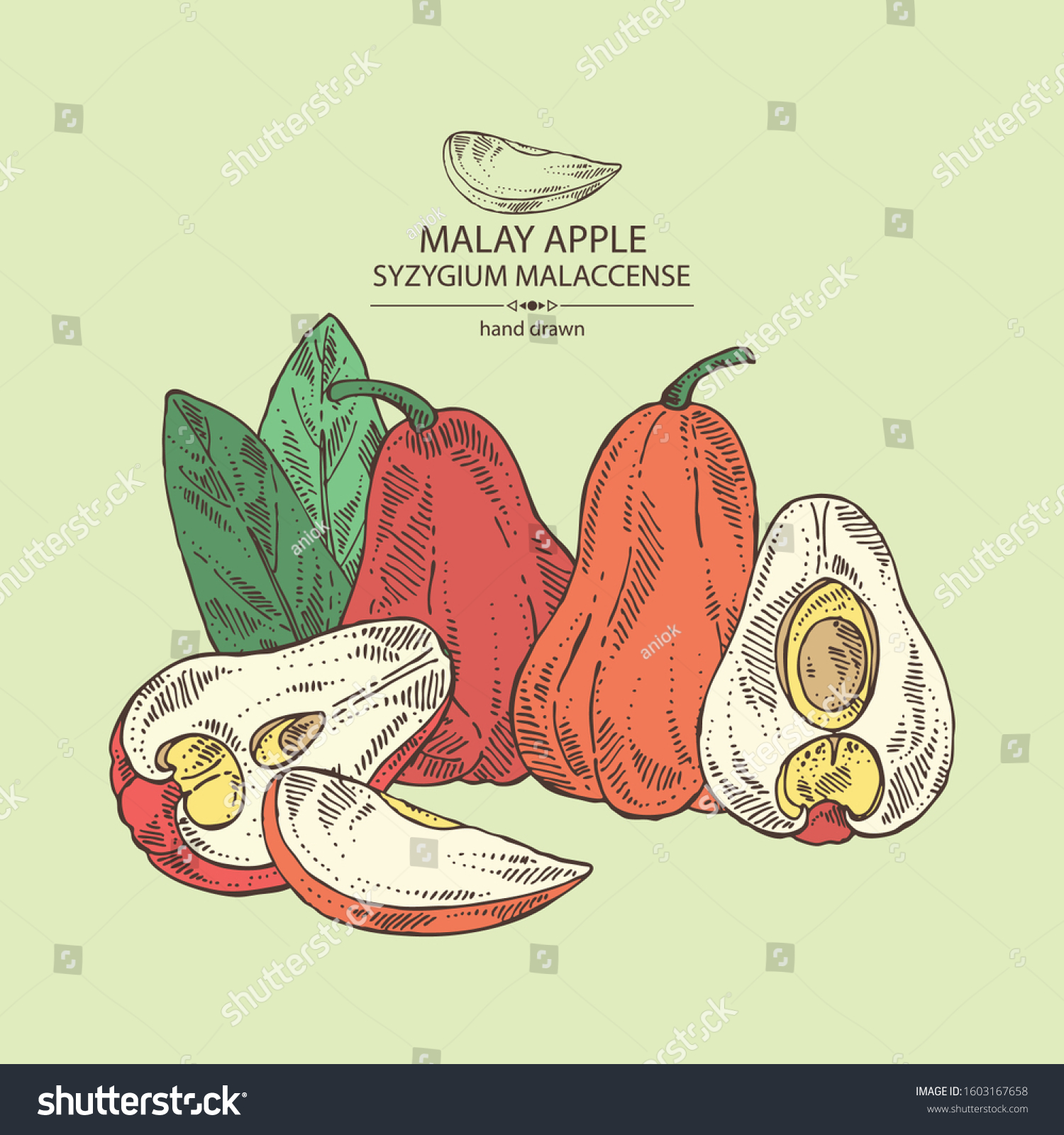 Background Malay Apple Yamboza Fruit Malay Stock Vector Royalty Free 1603167658