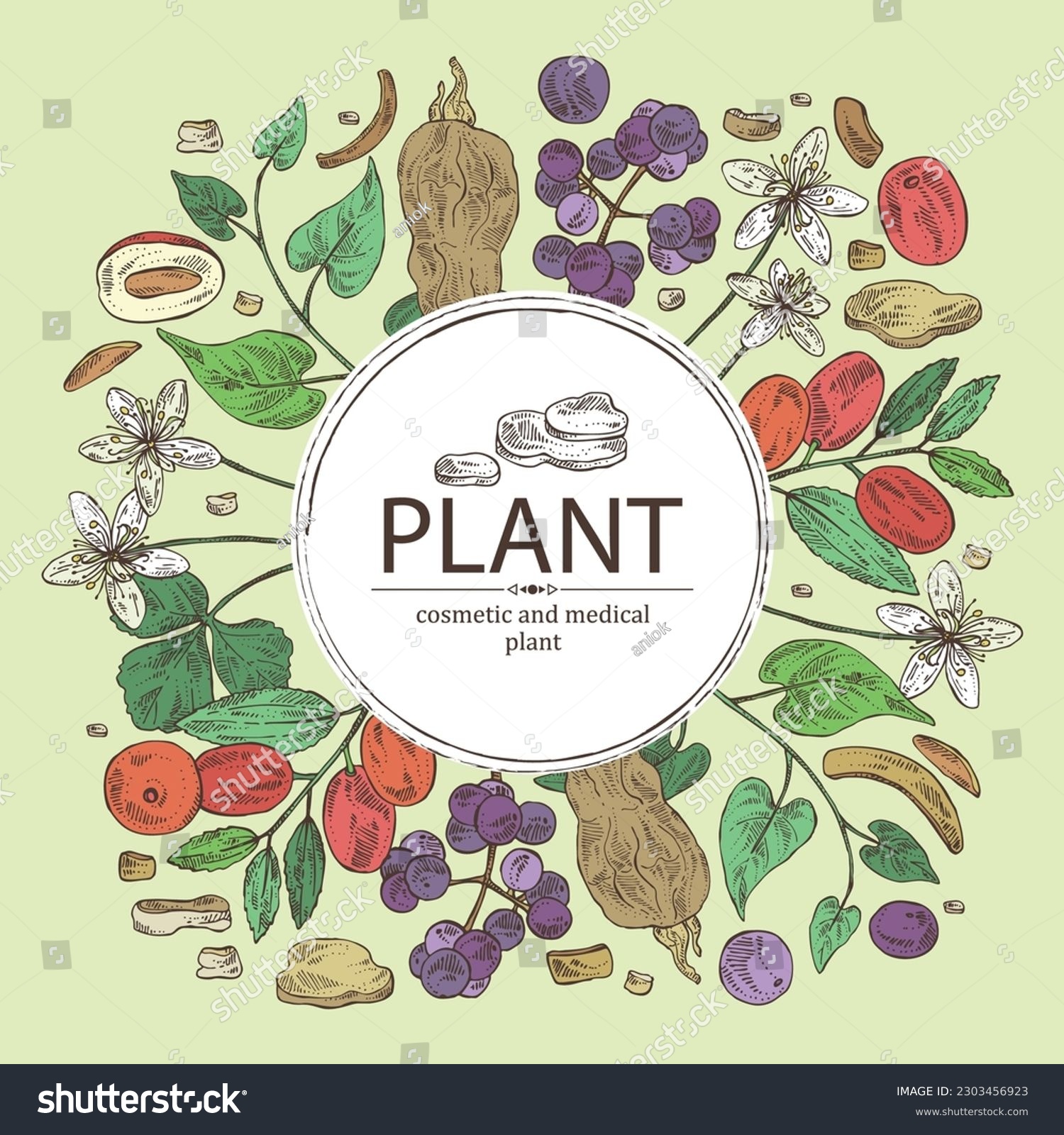 SVG of Background with medical plants: amur cork berries, coptis chinese flowers, ziziphus Juyuba fruits, highlander multiflorous roots. Vector hand drawn illustration svg