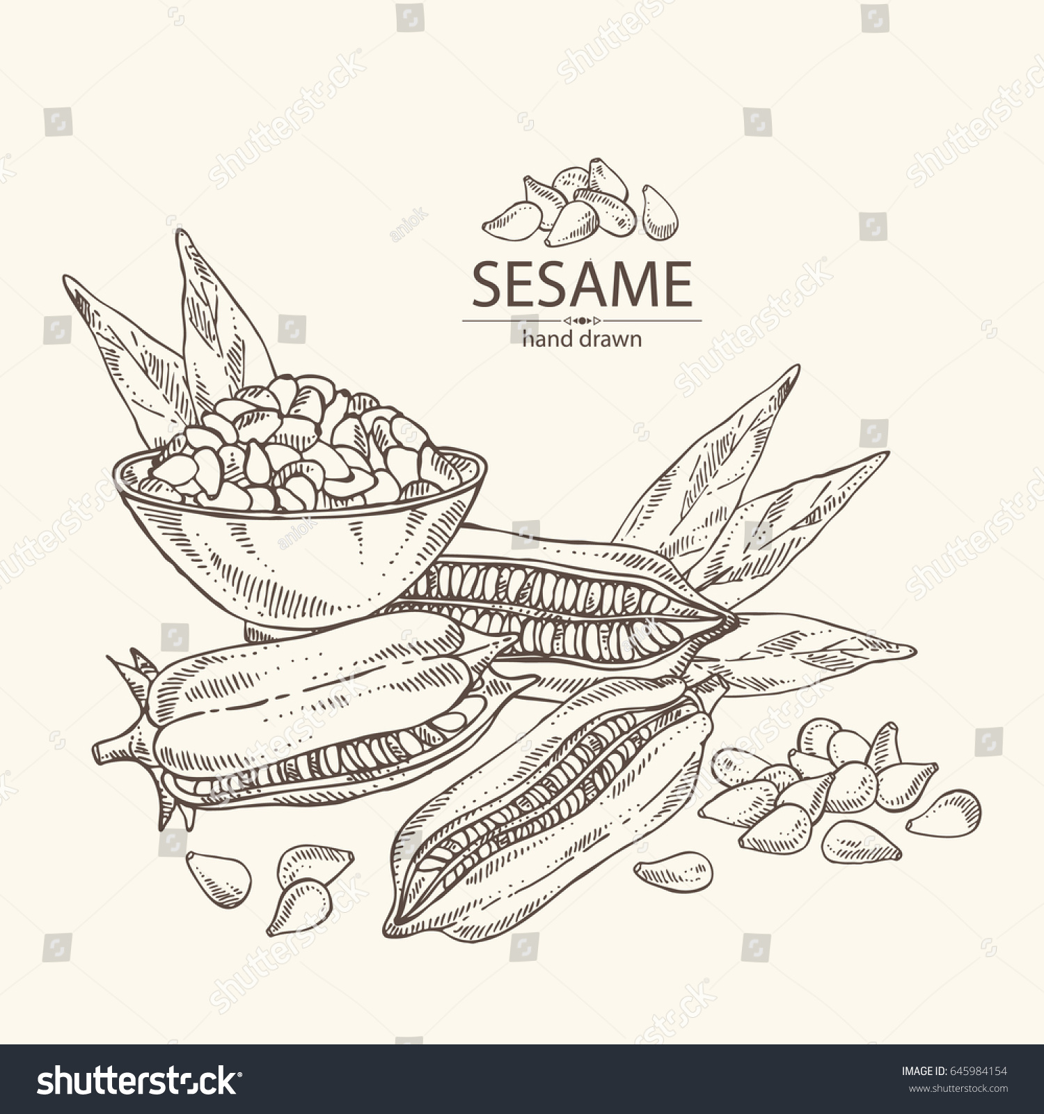 Background Sesame Plant Sesame Seeds Hand Stok Vektör (Telifsiz