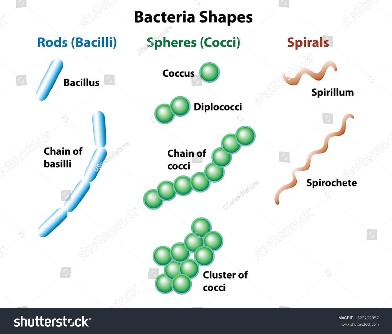 Microbe