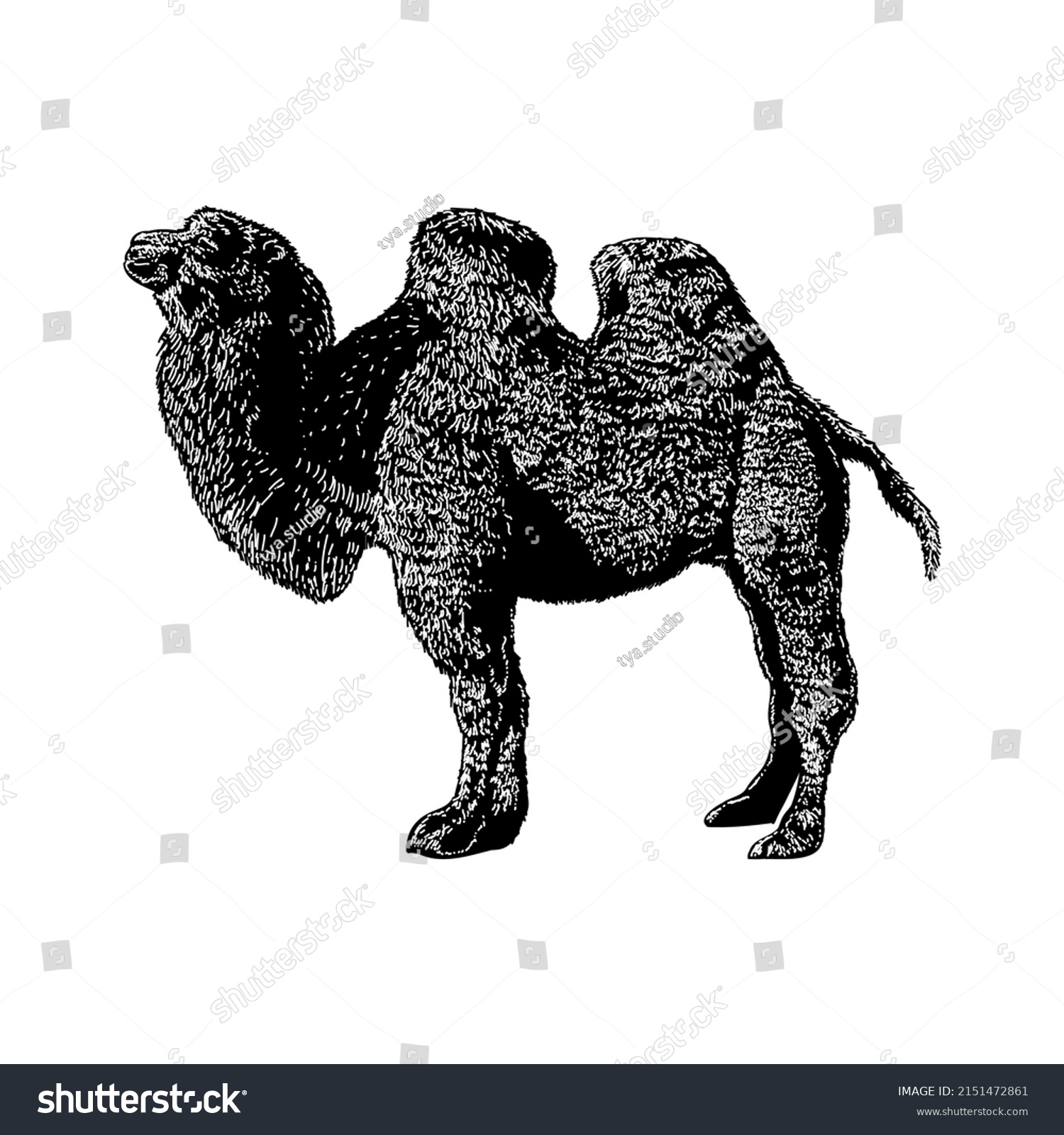 Bactrian Camel Hand Drawing Vector Illustration Stock Vector Royalty Free 2151472861 Bactrian Camel Hand Drawing Vector Illustration Stock Vector Royalty Free 2151472861