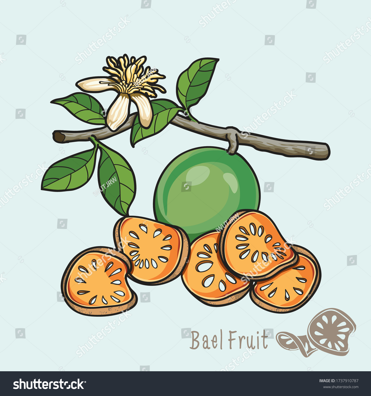 66 Bael fruit drink Stock Illustrations, Images & Vectors Shutterstock