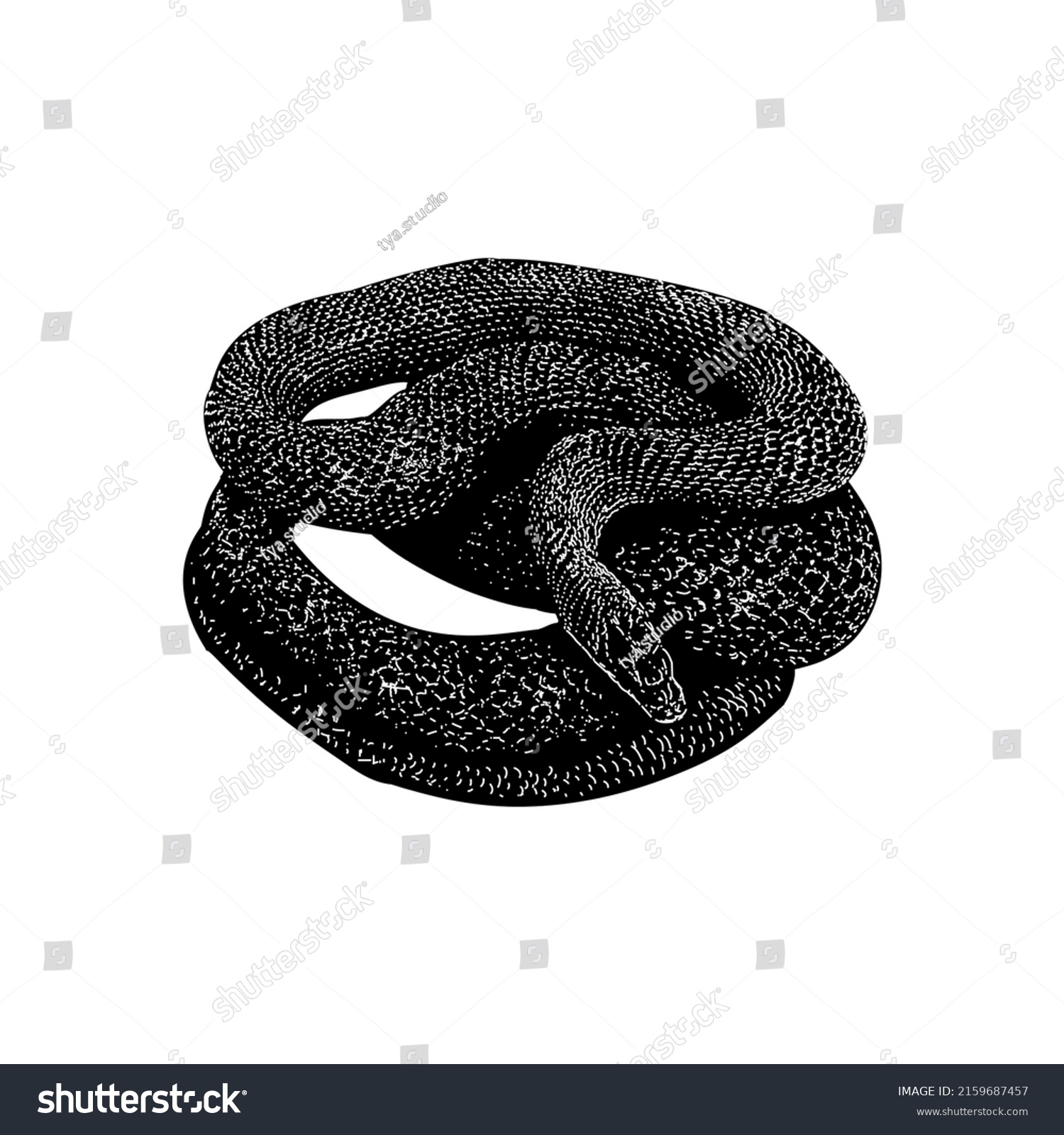 Rat Snake Hand Drawing Vector Illustration Stock Vector (Royalty Free ...