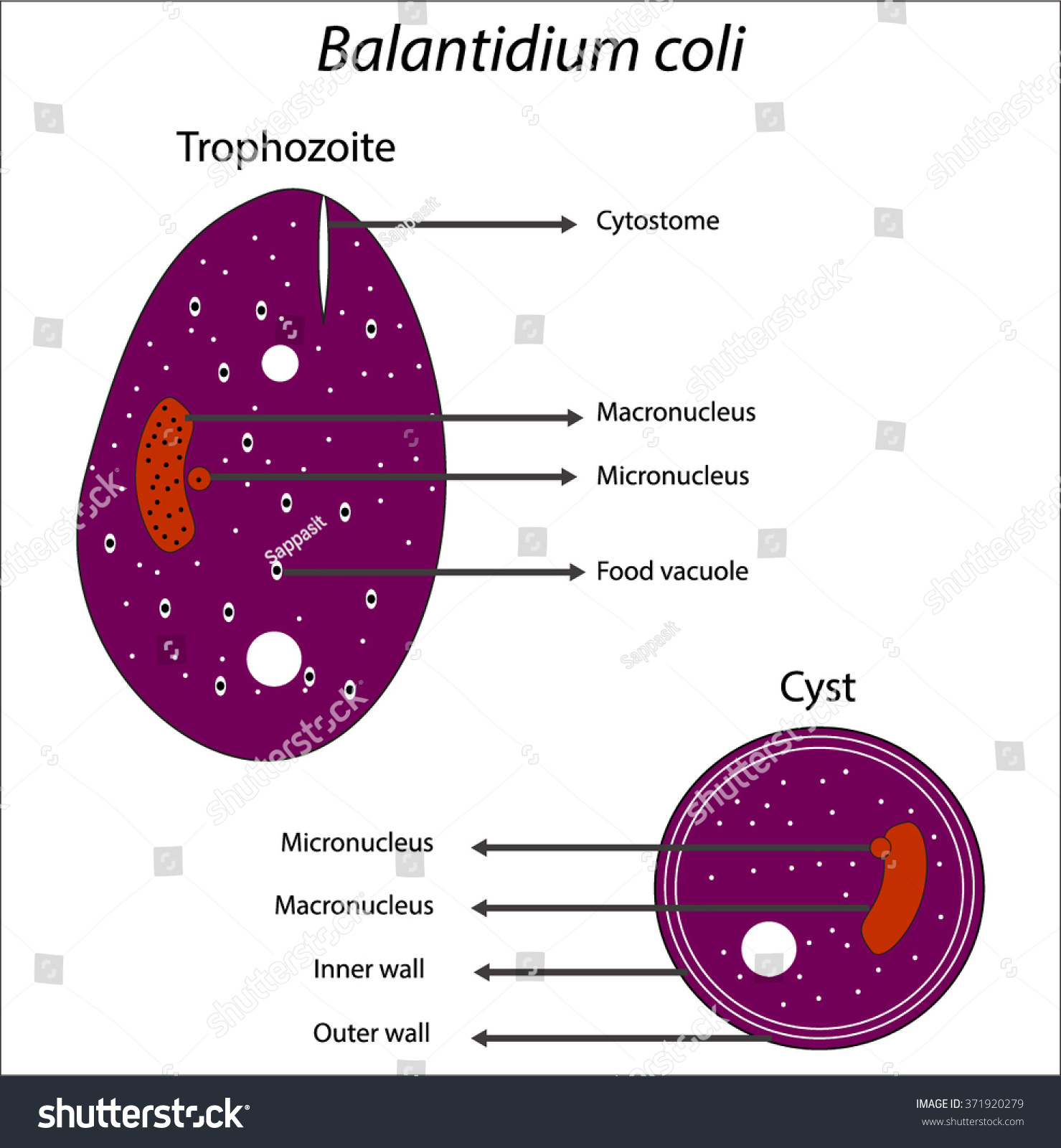 Balantidium Coli Cyst Label