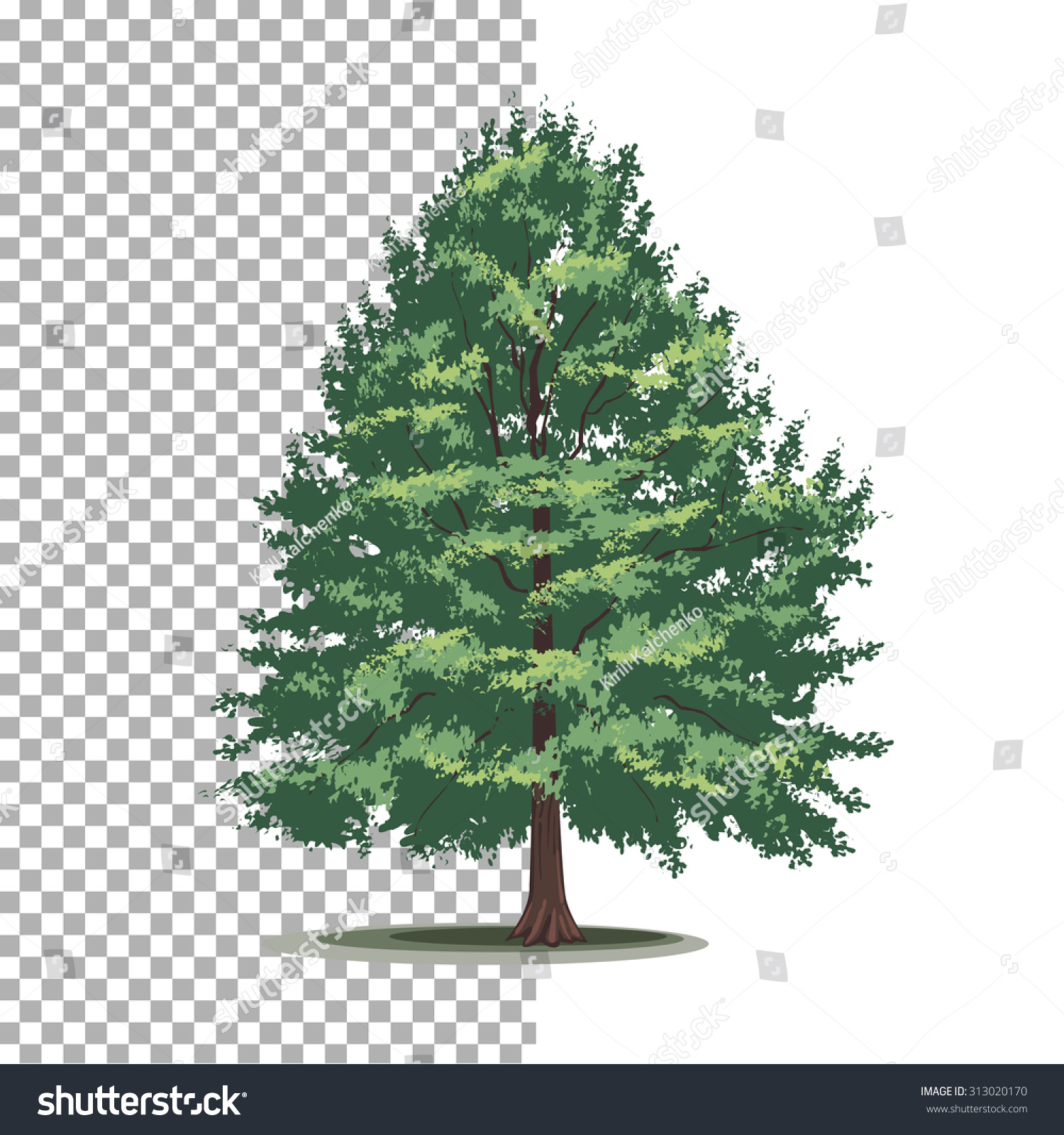 SVG of Bald-cypress tree. Isolated vector tree on white background. svg