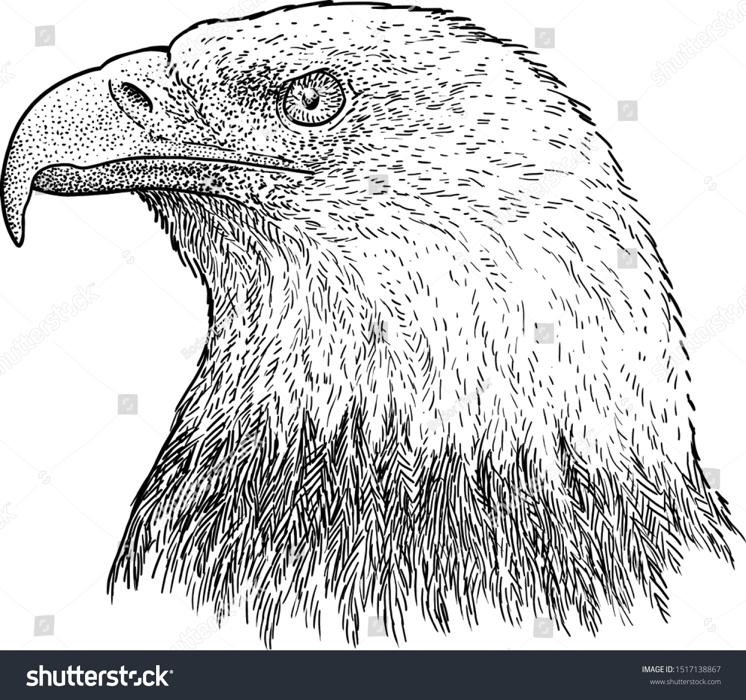 Bald Eagle Portrait Illustration Drawing Engraving Stock Vector ...