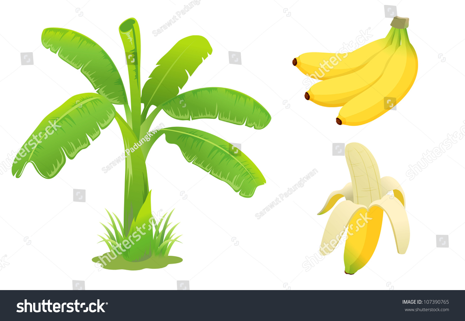 Banana Set Stock Vector 107390765 : Shutterstock