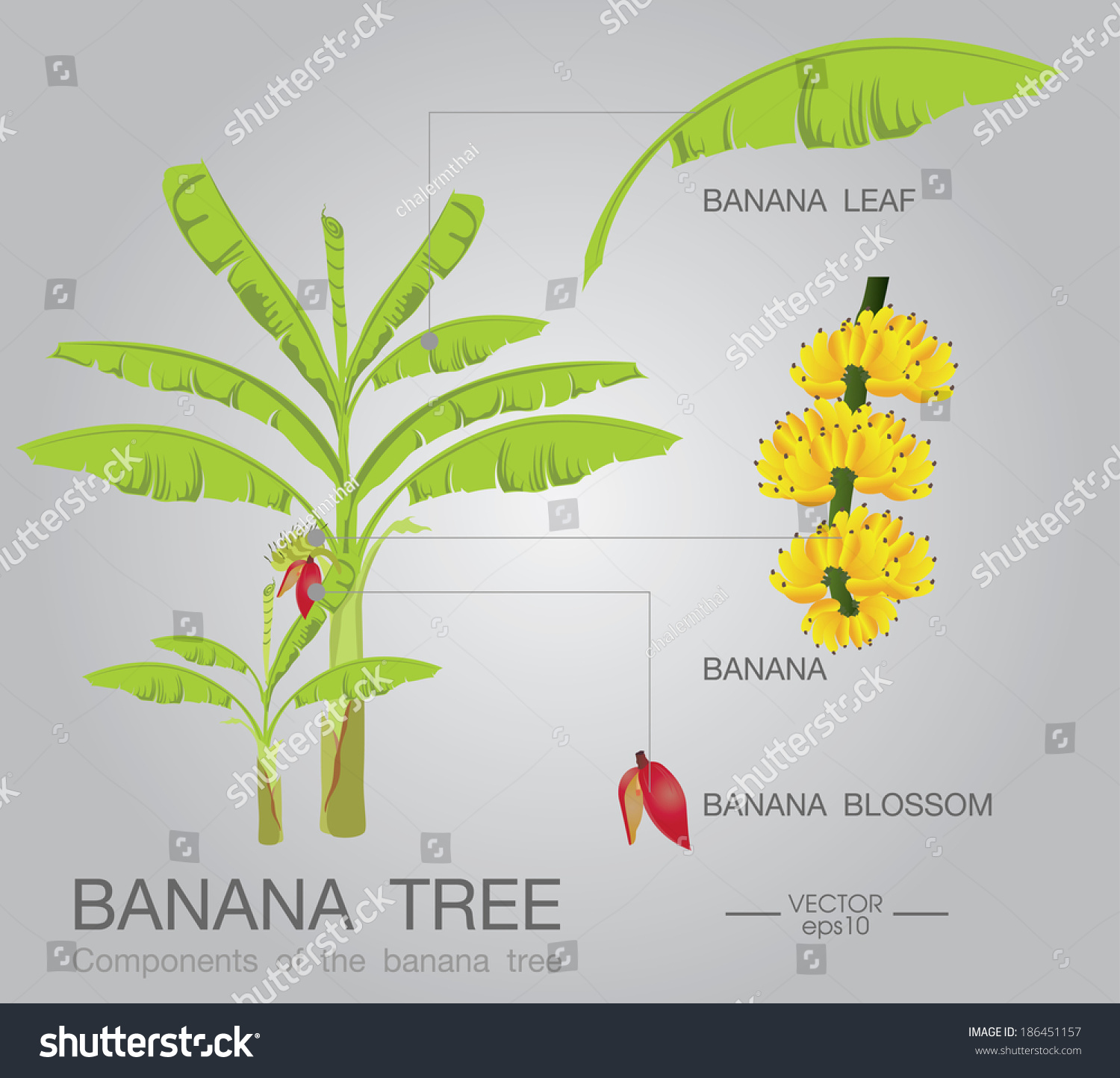 Banana Tree Stock Vector (Royalty Free) 186451157 - Shutterstock