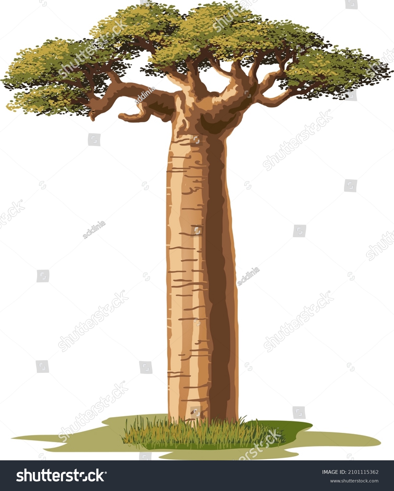 SVG of Baobab Grandidier, typical tree of Madagascar, vector illustration on a white background svg