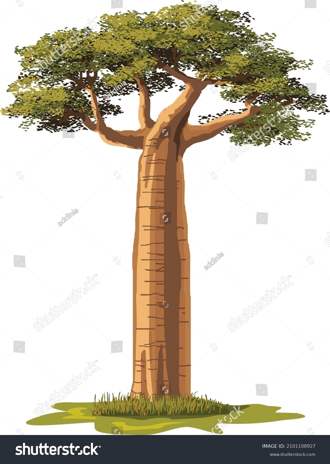 SVG of baobab tree - A unique tree of Madagascar, vector illustration isolated on a white background  svg
