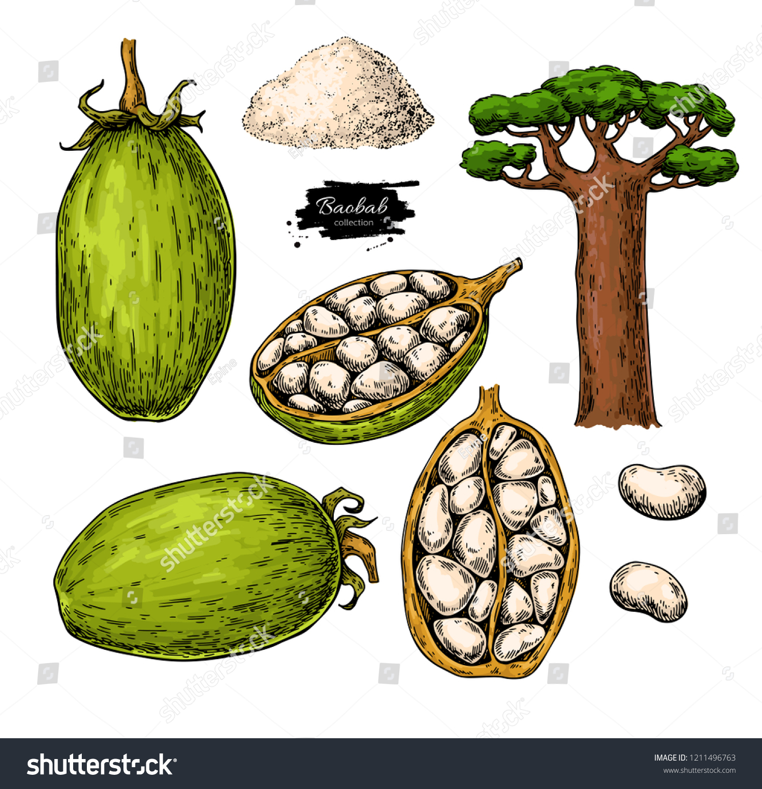 SVG of Baobab vector superfood drawing. Organic healthy food sketch. Great for banner, poster, label. Isolated hand drawn  illustration on white background svg