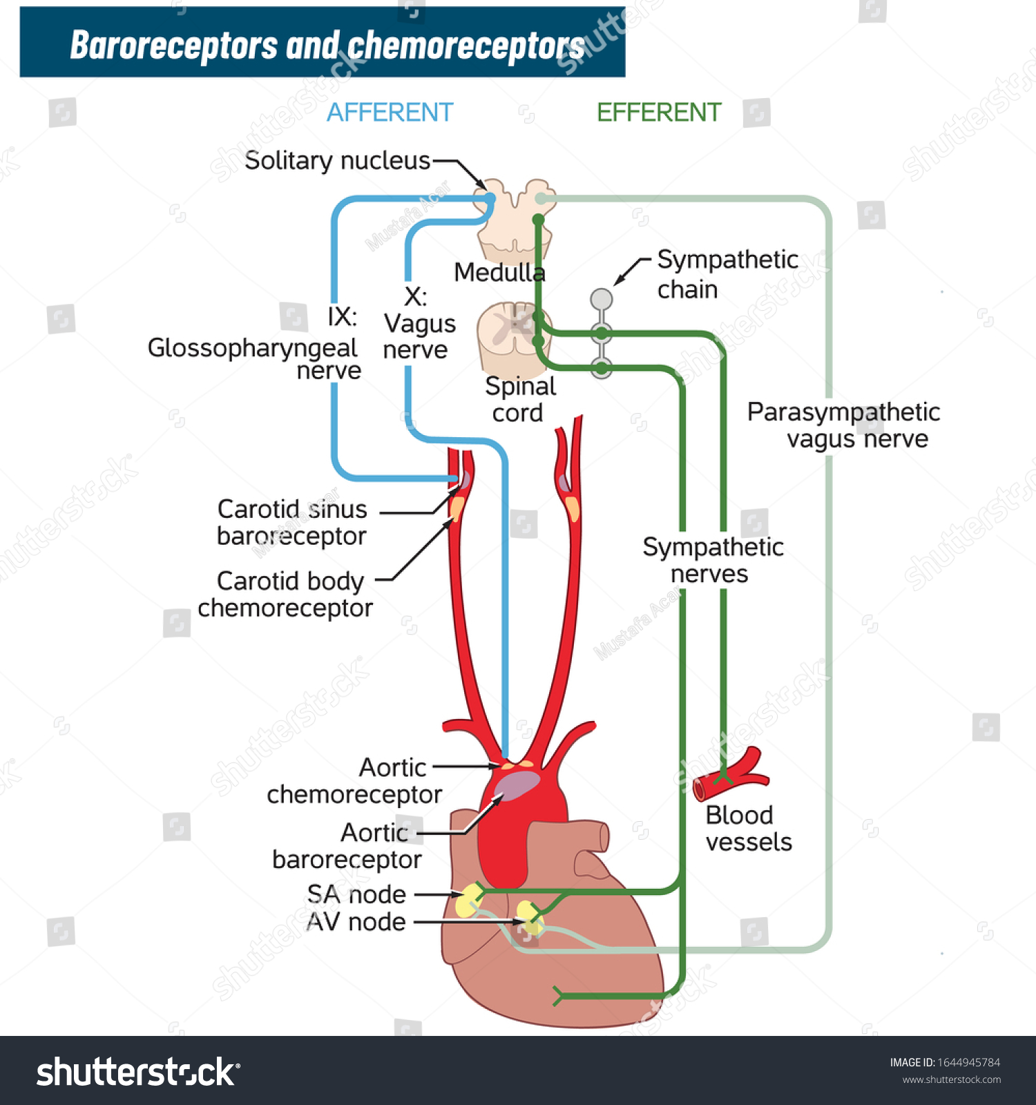 14 Chemoreceptors Images, Stock Photos & Vectors | Shutterstock