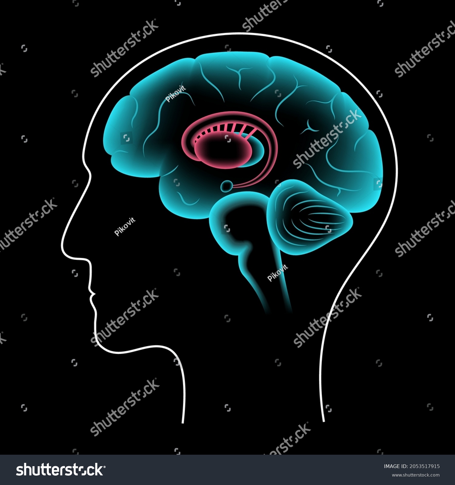 SVG of Basal ganglia and limbic system concept. Human brain anatomy. Cerebral cortex and cerebellum medical poster flat vector illustration for clinic or education. svg