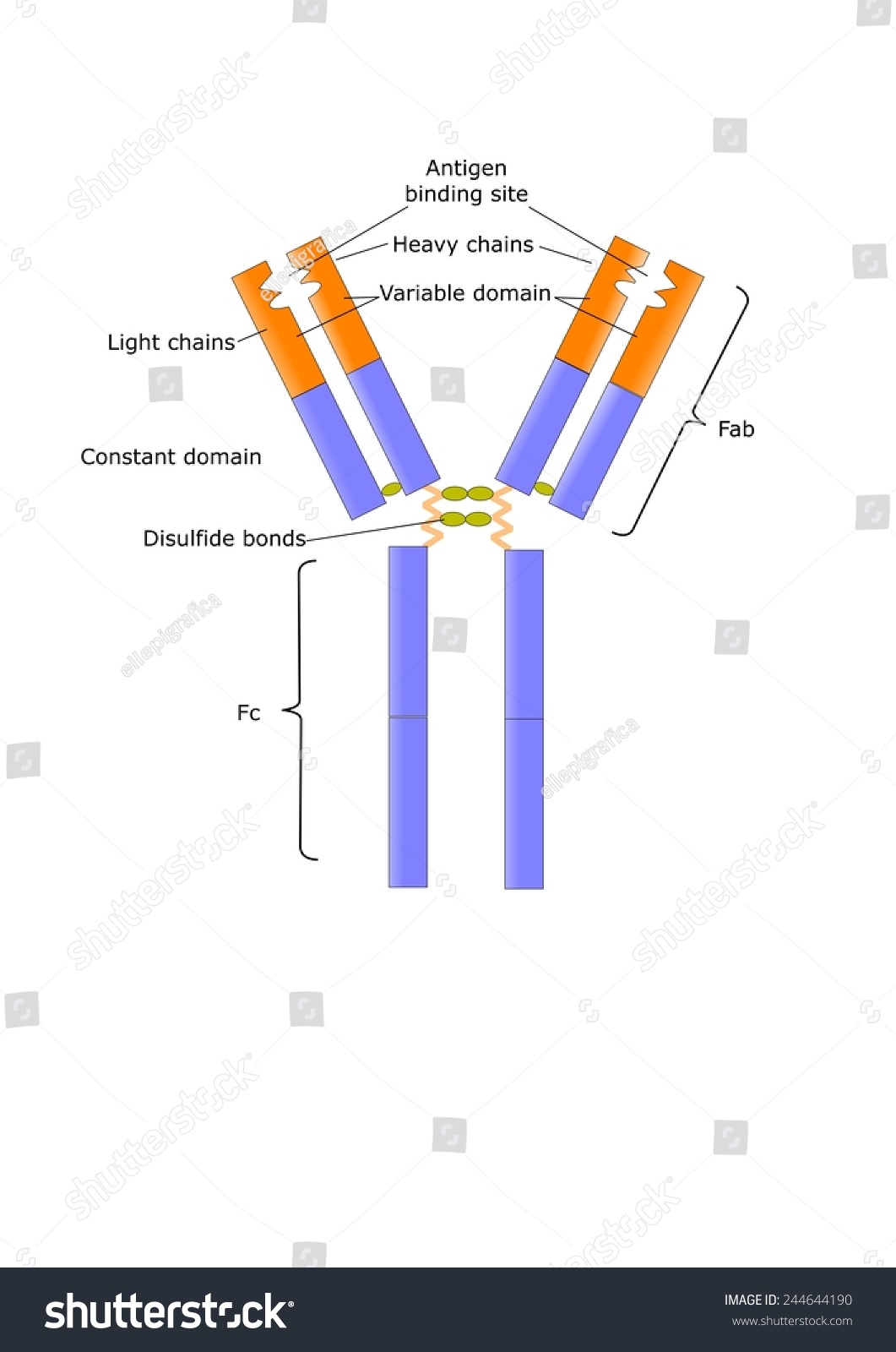 Basic Antibody Structure Antigen Binding Site Stock Vector ...