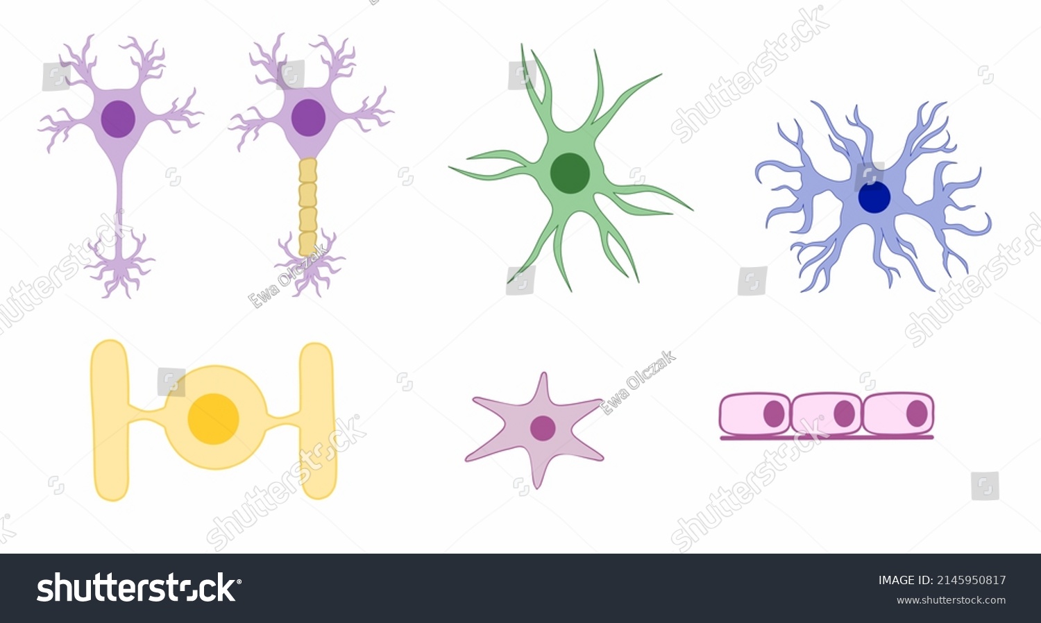 Basic Cell Types Brain Stock Vector (Royalty Free) 2145950817