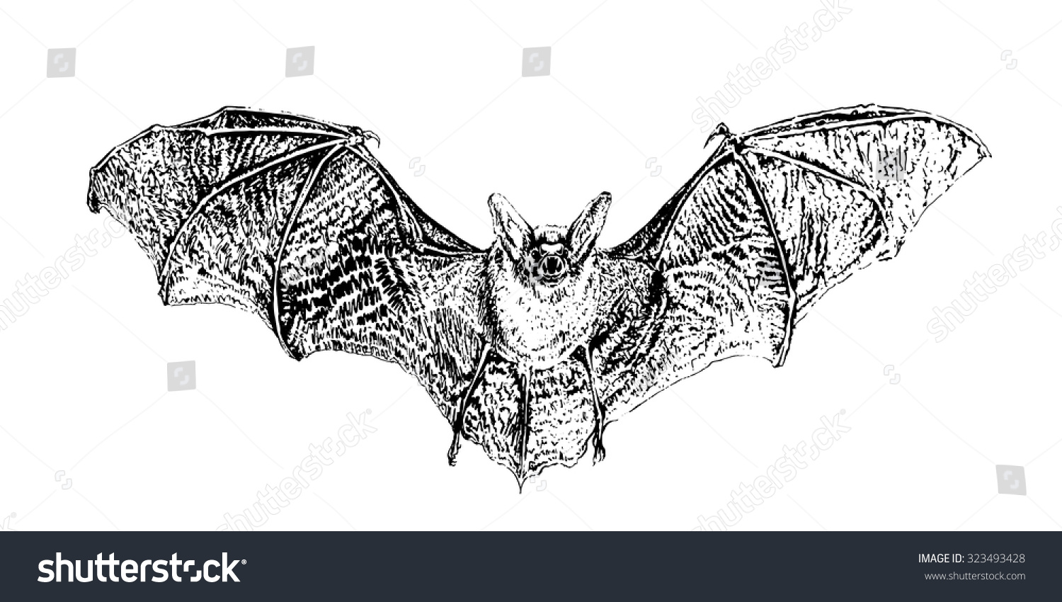 Bat Extended Wings Hand Drawn Vector Stock Vector (Royalty Free) 323493428