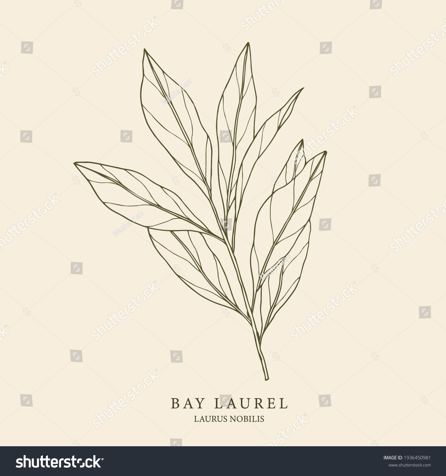 SVG of Bay laurel hand drawn illustration. Botanical design svg