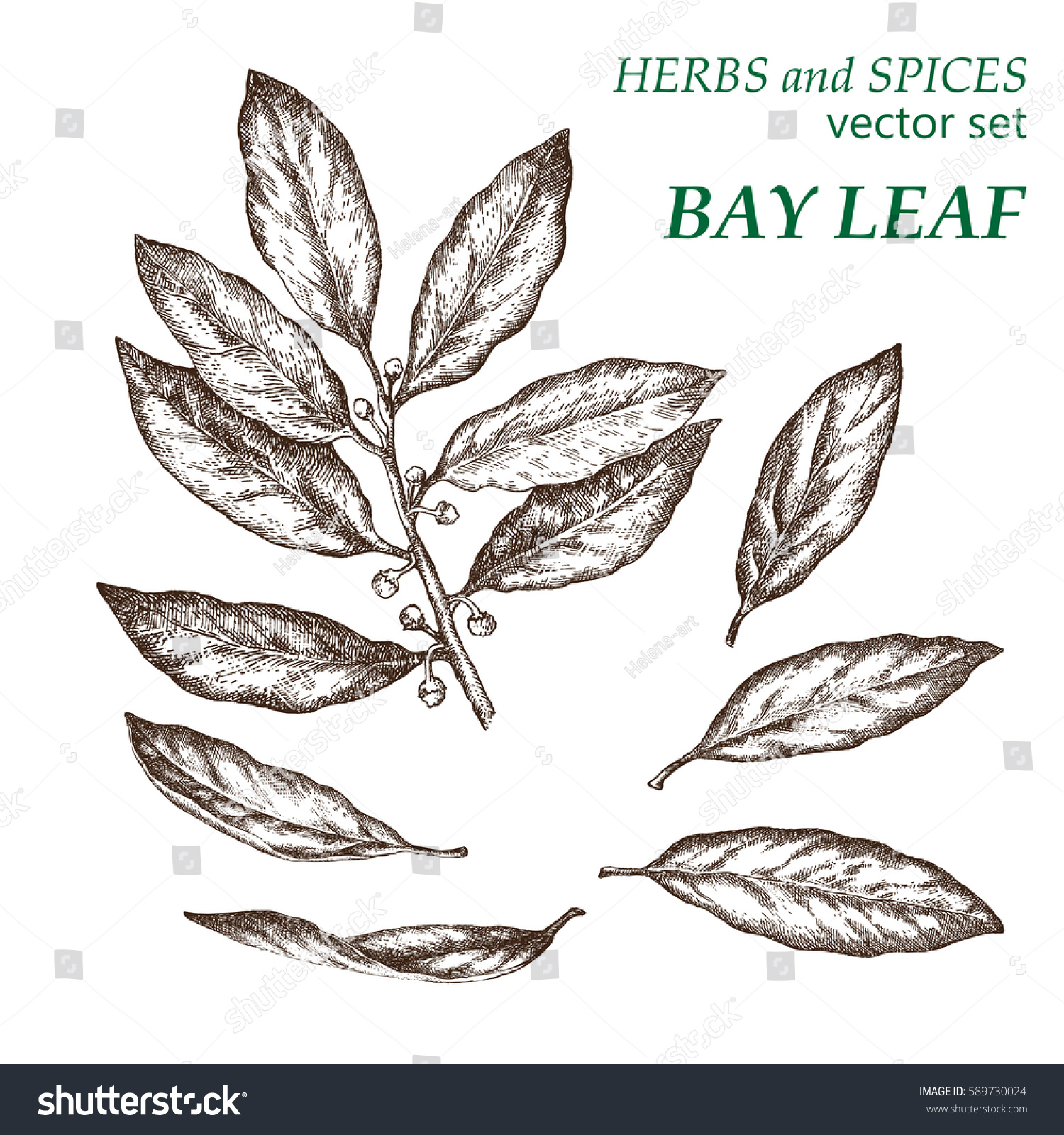 SVG of Bay leaf.  Botanical Illustration. Herbs and Spices.  The drawing hands. svg