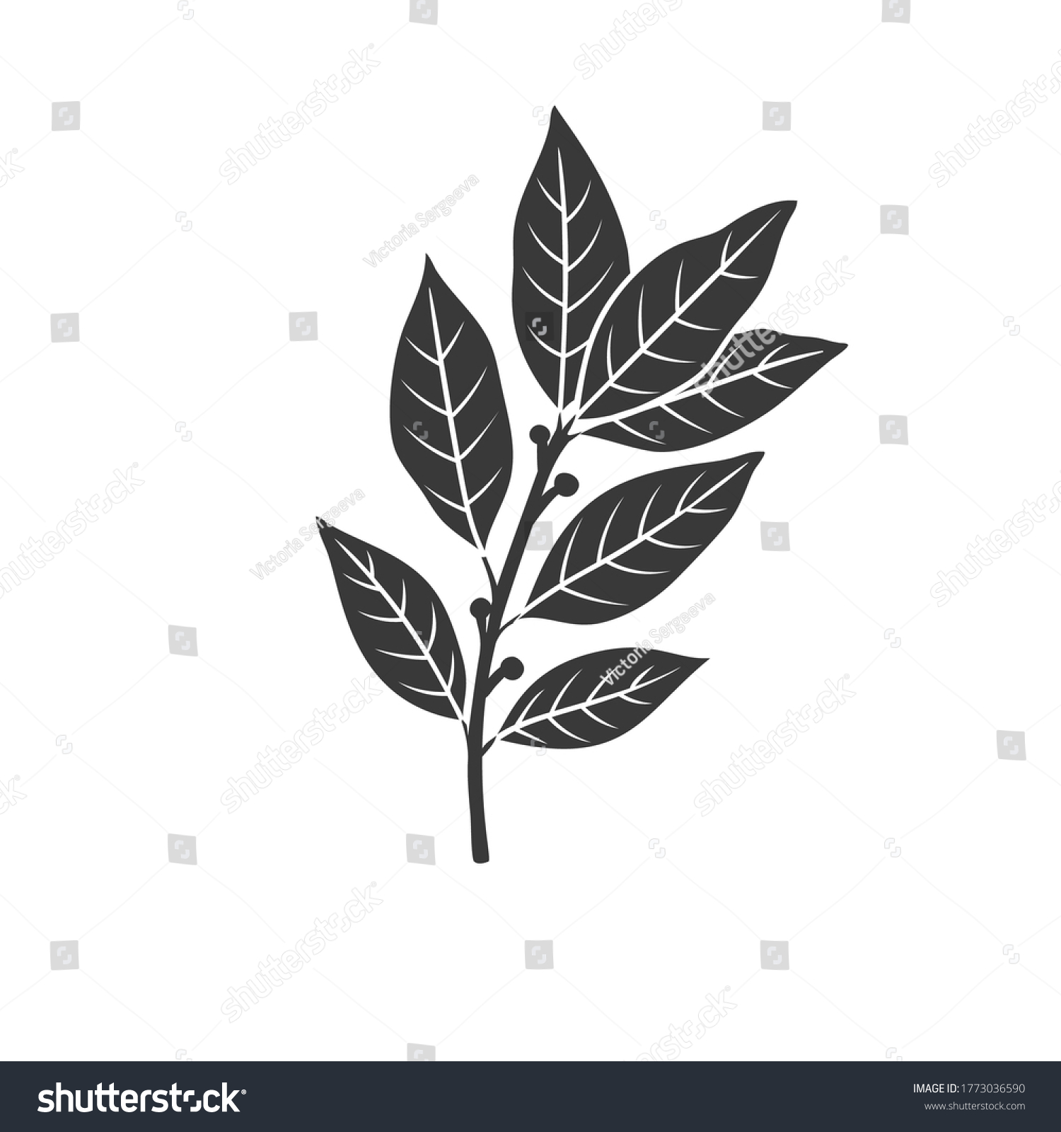 SVG of Bay leaf glyph icon. Culinary herbs and spice. Monochrome condiment vector illustration. svg