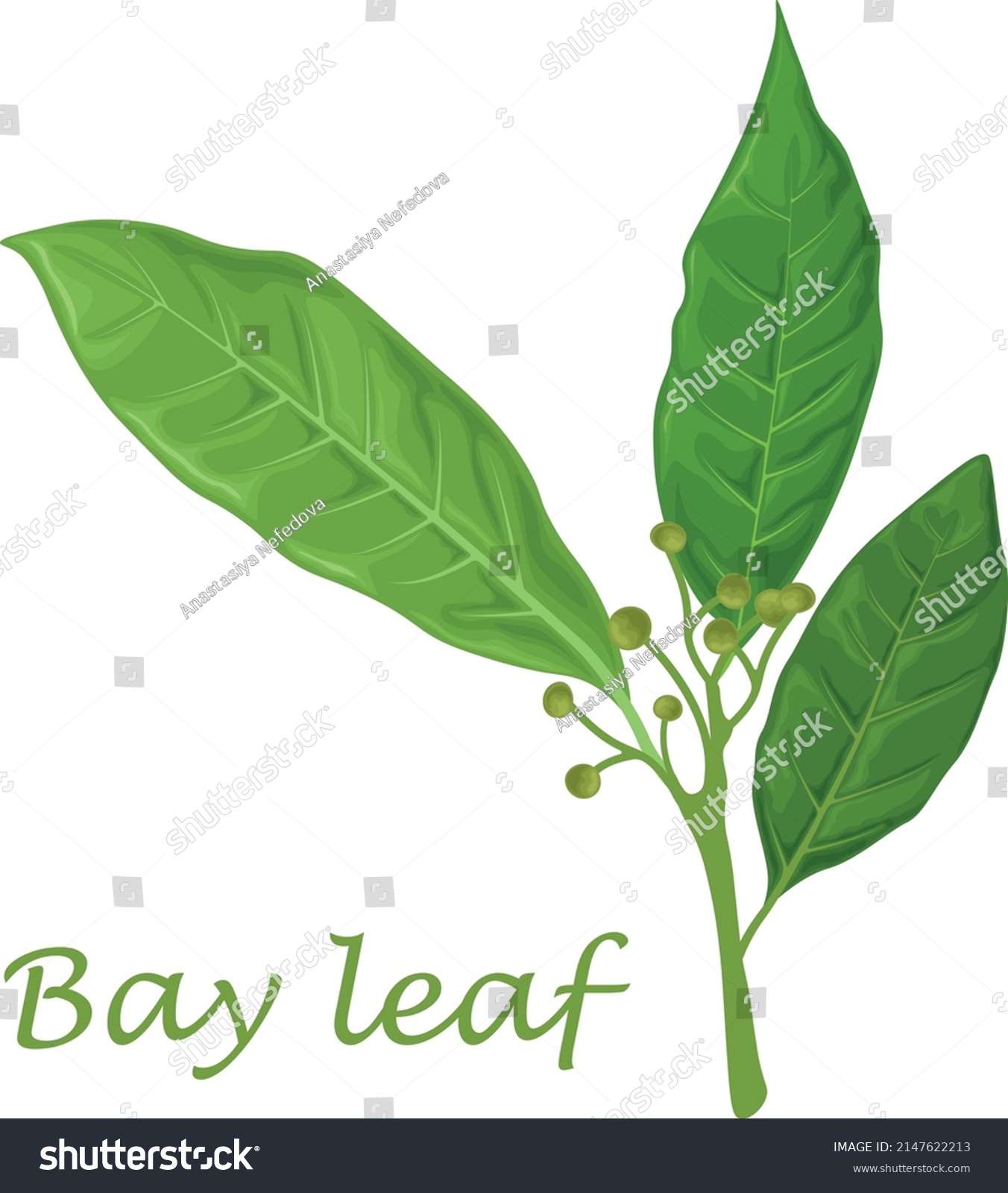 SVG of Bay leaf. Green laurel leaves. A fragrant medicinal plant for seasoning. Vector illustration isolated on a white background svg