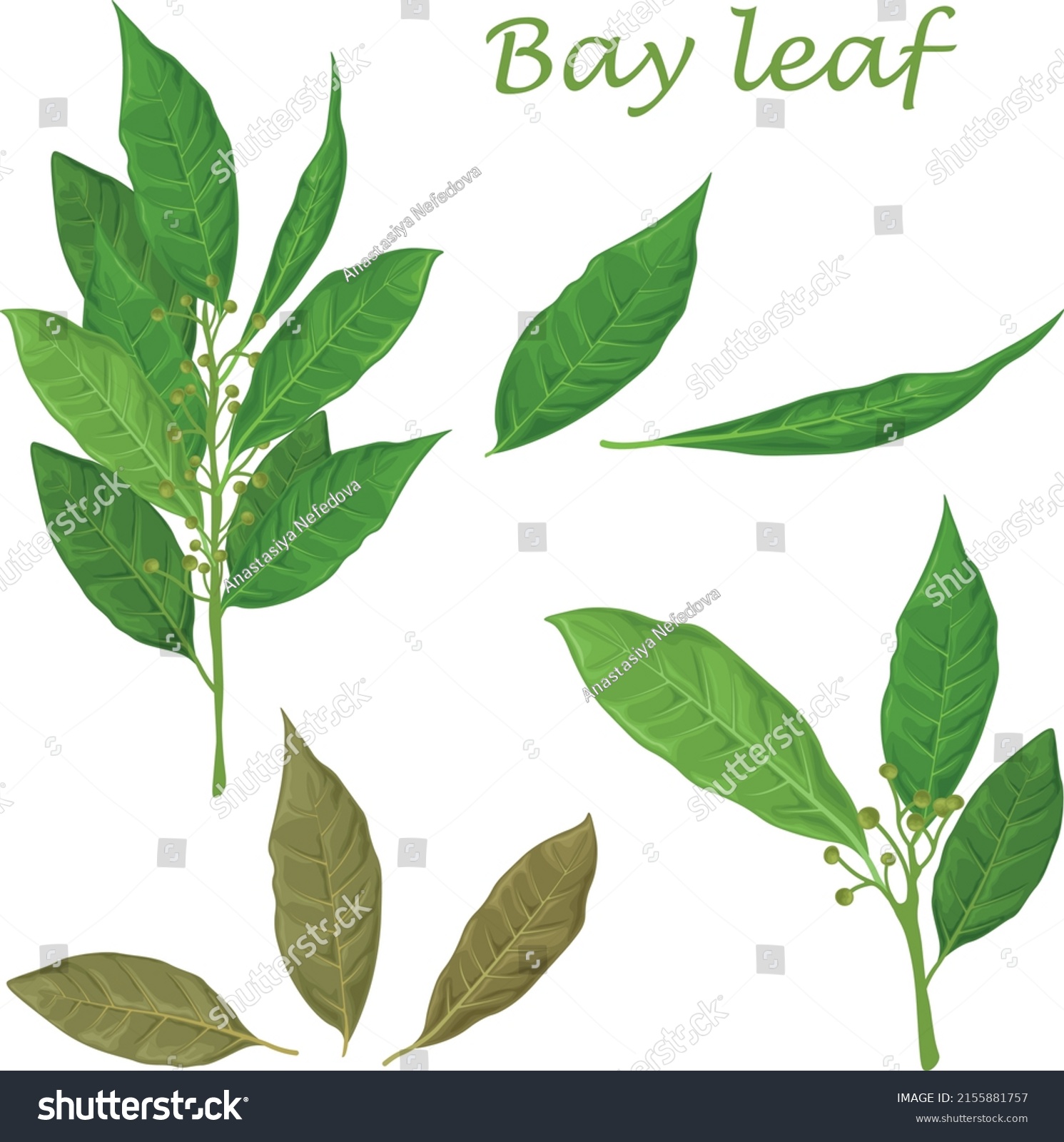 SVG of Bay leaf. Green laurel leaves. A fragrant medicinal plant for seasoning. Vector illustration isolated on a white background svg