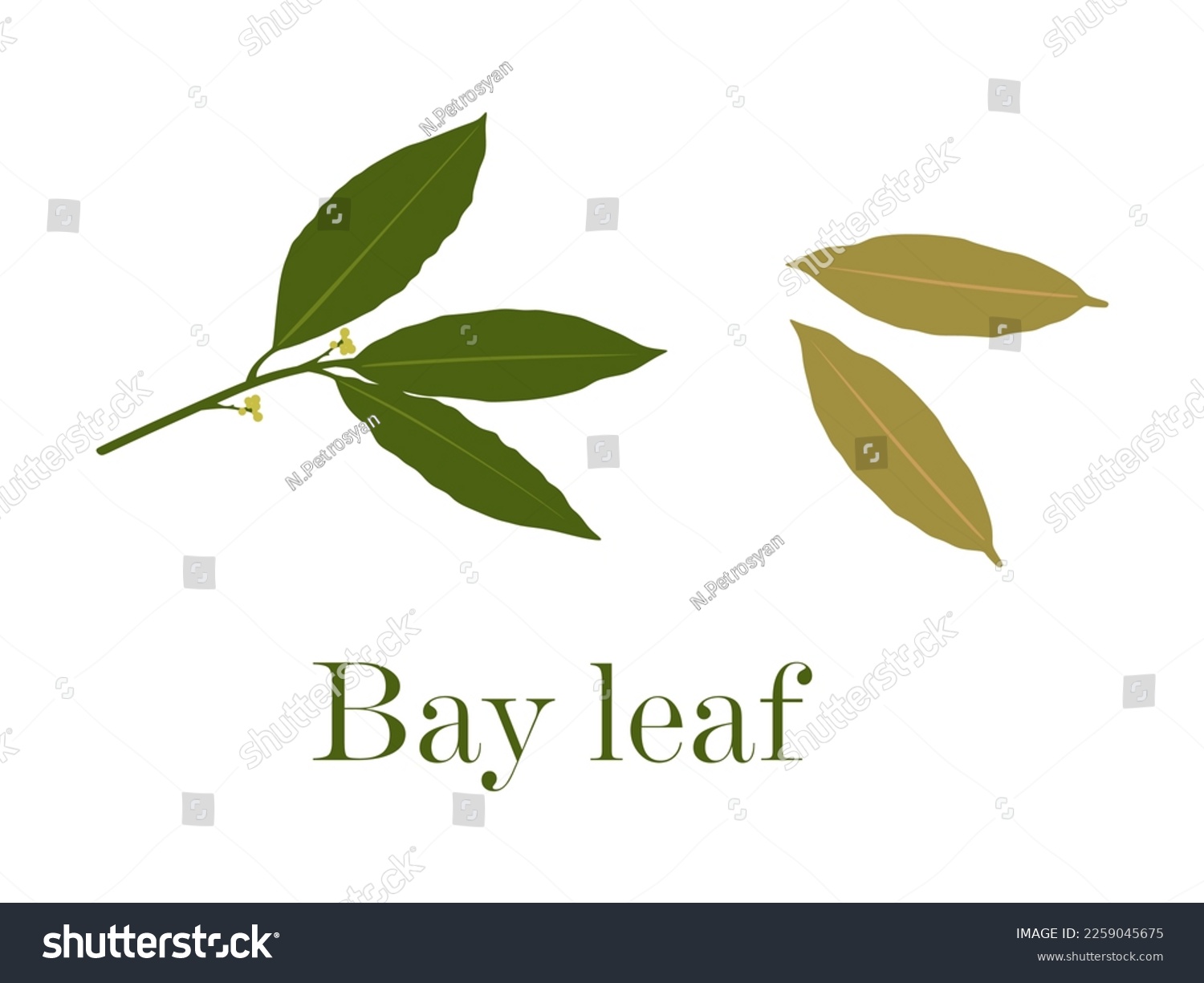 SVG of Bay leaf in flat style. Bay leaves isolated on white background. Vector illustration  svg
