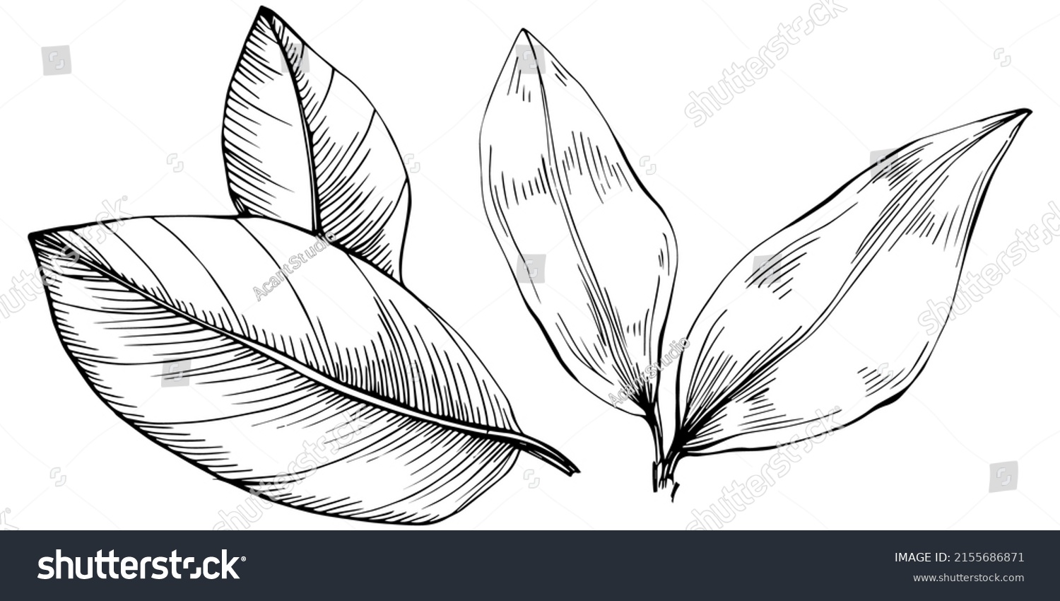 SVG of Bay leaf vector isolated plant with leaves. Herbal engraved style illustration. Detailed organic product sketch.The best for design logo, menu, label, icon, stamp svg