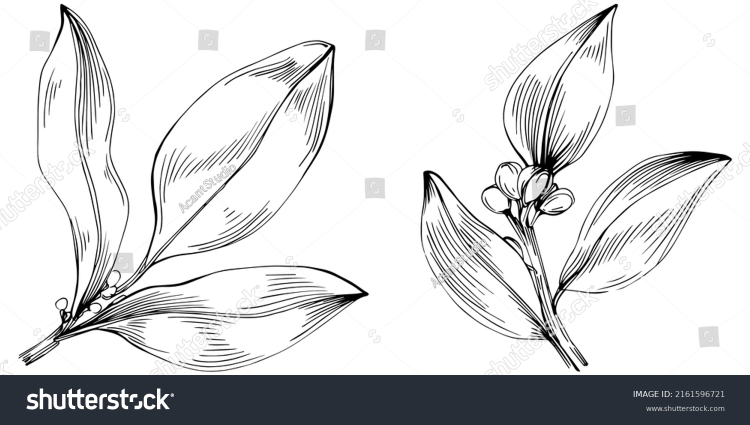 SVG of Bay leaf vector isolated plant with leaves. Herbal engraved style illustration. Detailed organic product sketch.The best for design logo, menu, label, icon, stamp svg