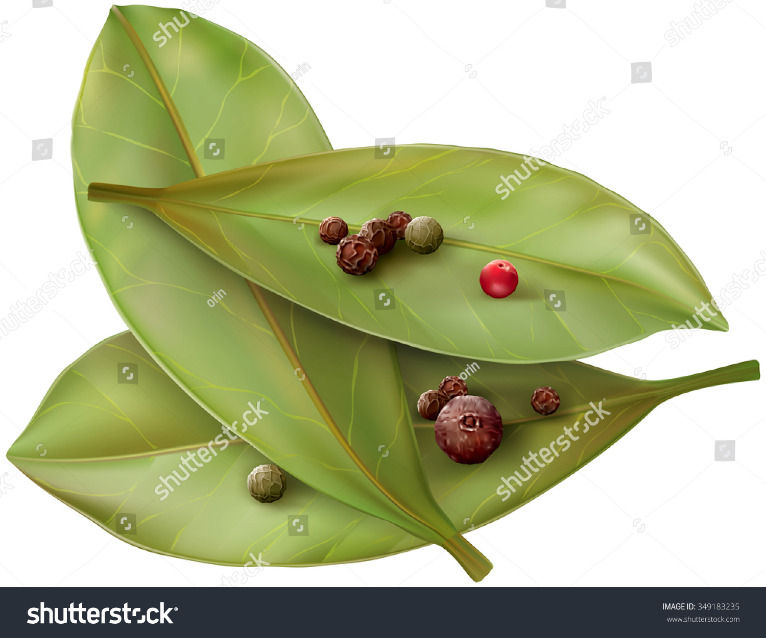 SVG of Bay leaves from the colored mix pepper corns. Vector illustration svg