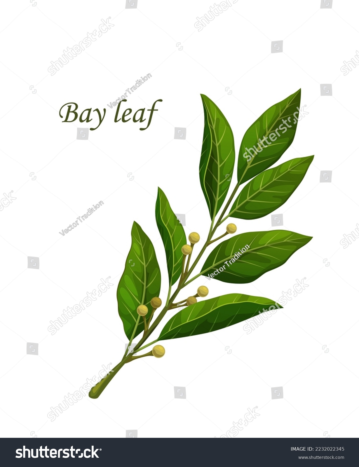 SVG of Bay leaves, herb seasoning or spice flavoring and herbal condiment, vector cooking ingredient. Bay leaf plant branch for spice and herbs product package, cooking recipe and healthy food spice svg