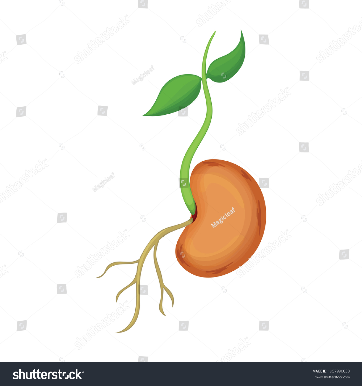 Beans Vector Cartoon Icon Vector Illustration Stock Vector (Royalty ...