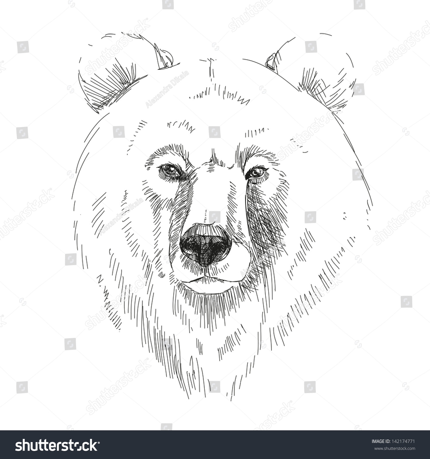 Bear Head Stock Vector Illustration 142174771 : Shutterstock