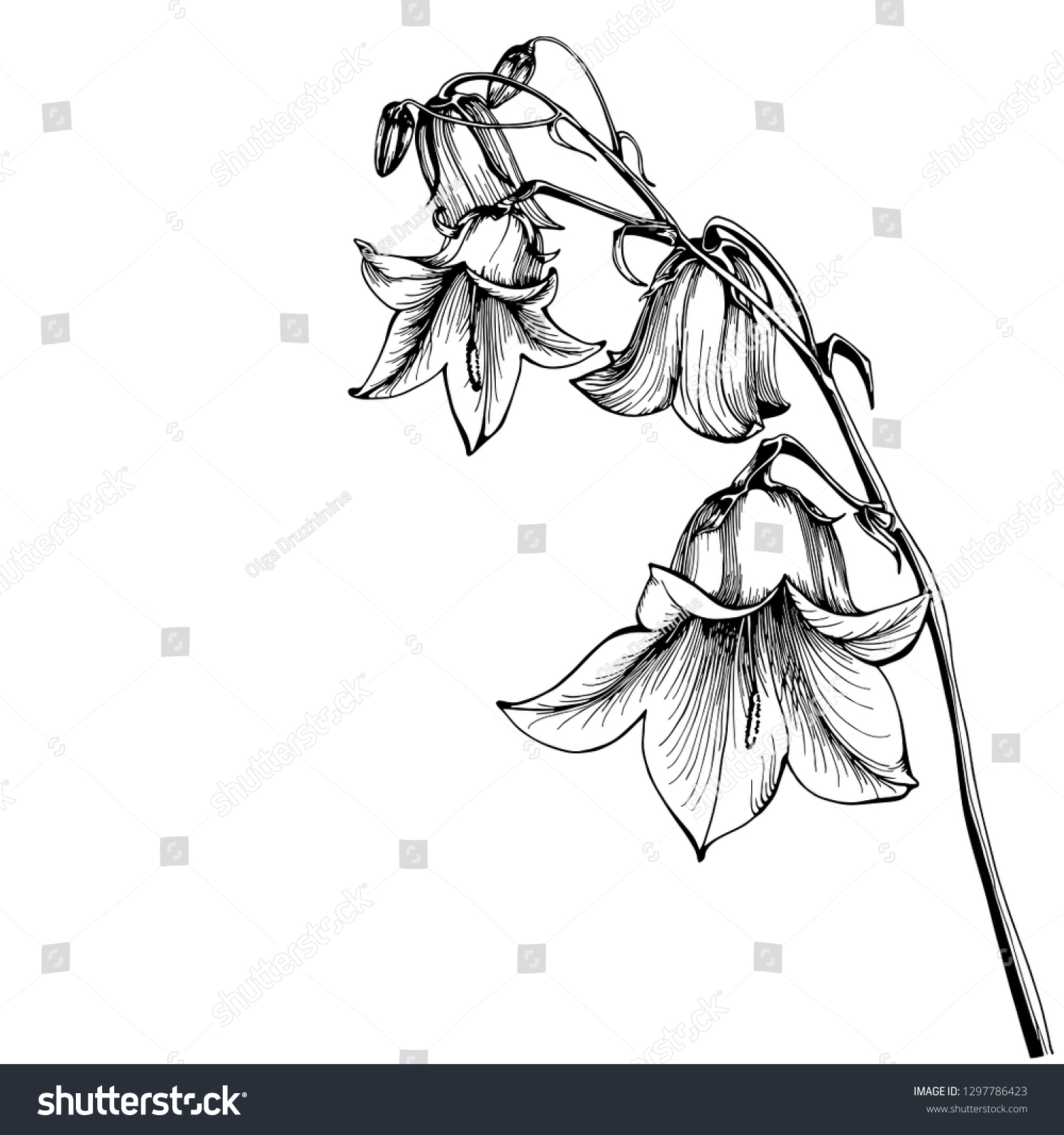 白い背景に美しいブルーベルの花 カンパニュラ ボタニカルイラストフリー手描き ベクターイラスト のベクター画像素材 ロイヤリティフリー