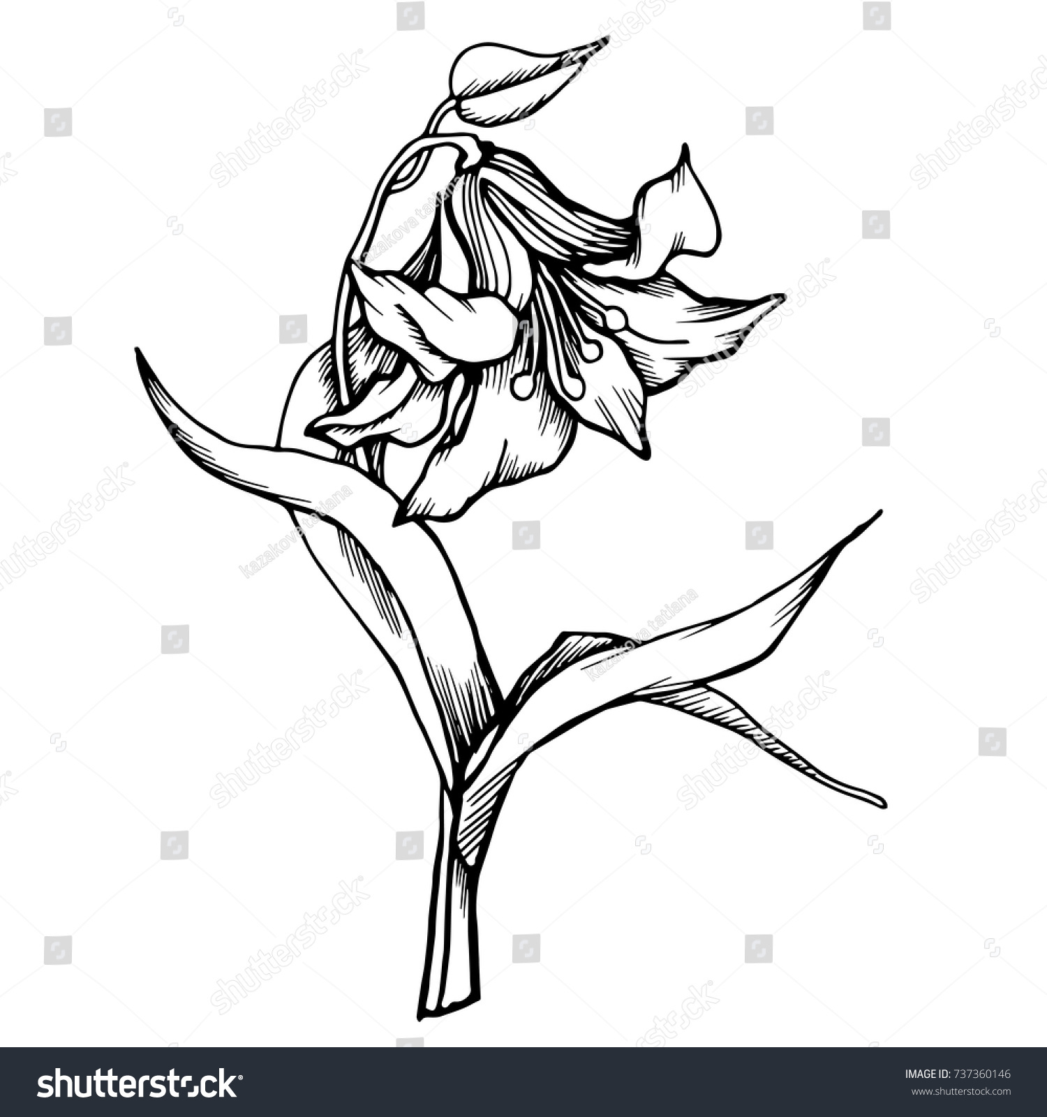 Beautiful Botanical Vector Stylized Lilies Blackandwhite Stock Vector ...