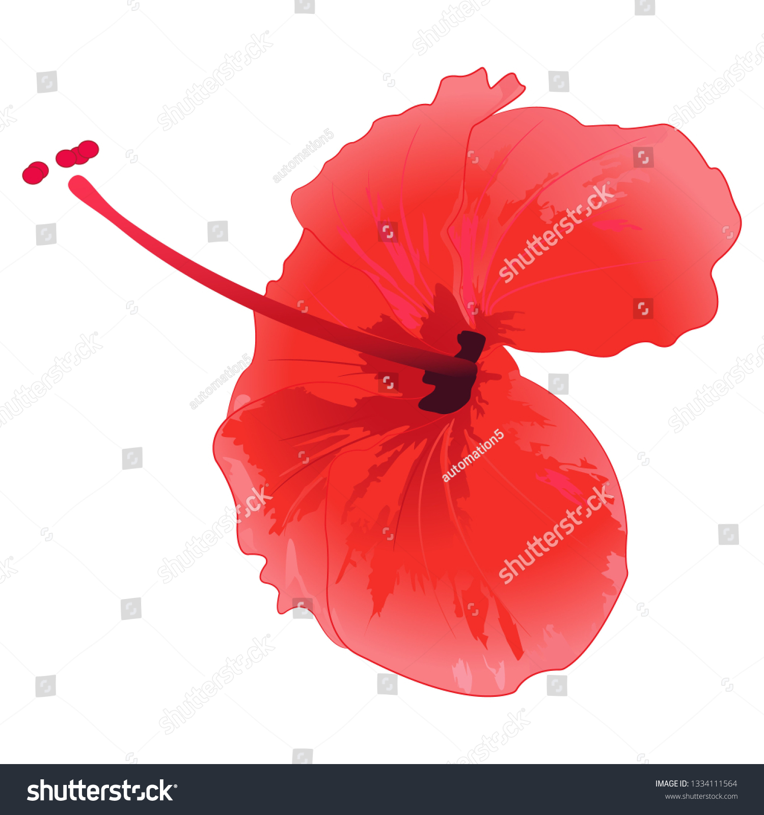 Beautiful Hibiscus Flower Vector Illustration Stock Vector Royalty