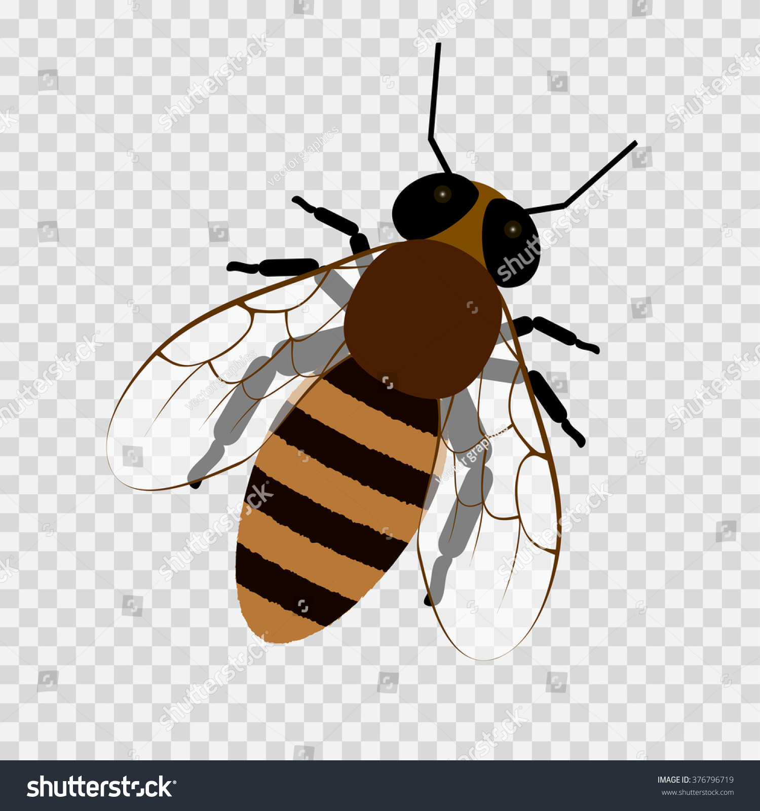 Bee On Transparent Background Honey Bee Stock Vector 376796719