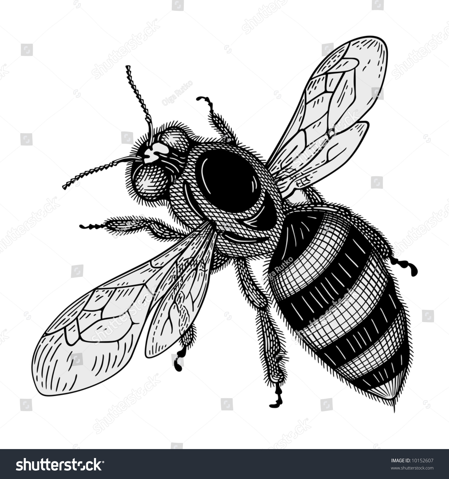 Bee Vector Stock Vector 10152607 - Shutterstock