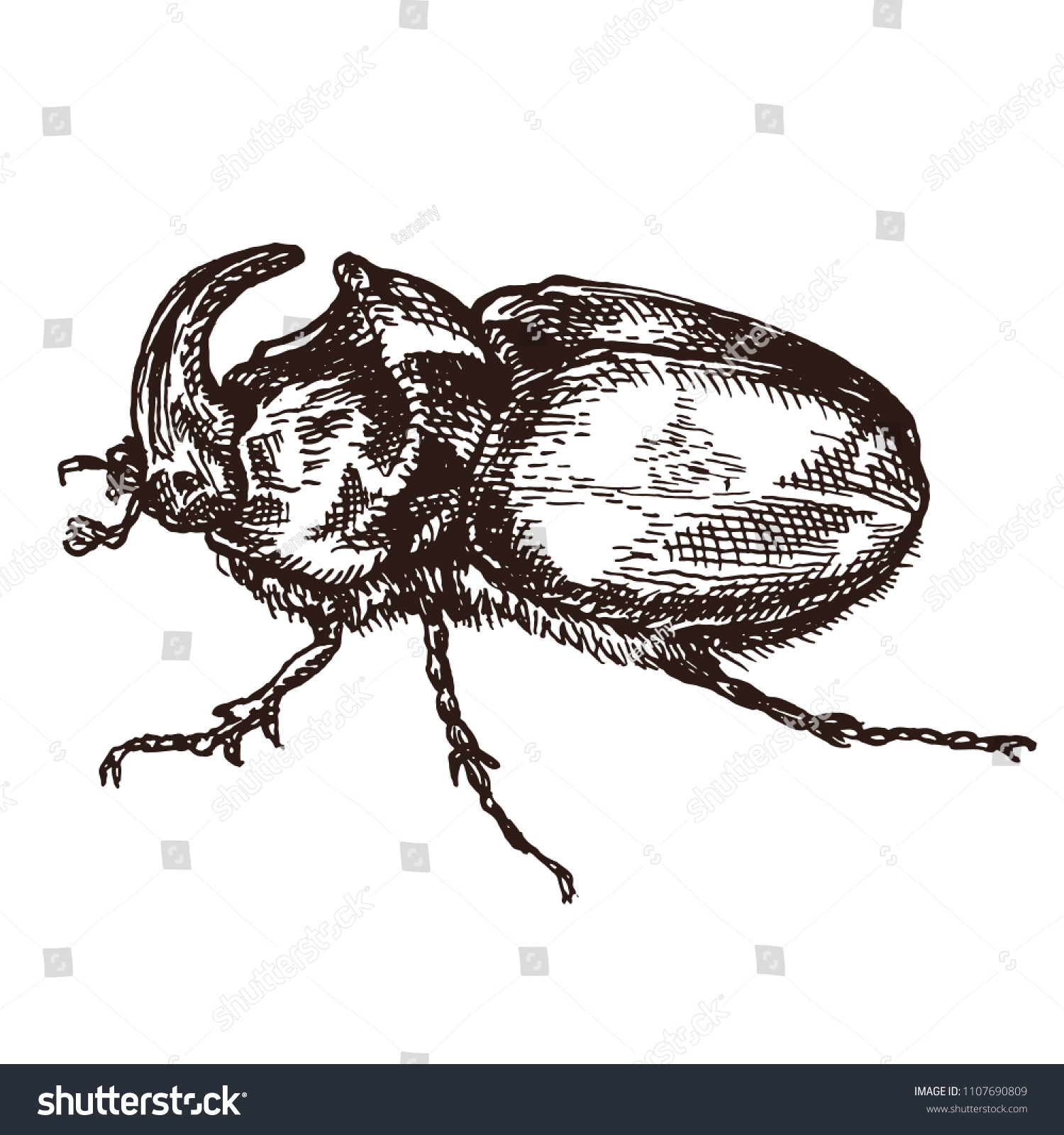Rhinoceros beetle drawing Stock Illustrations, Images & Vectors