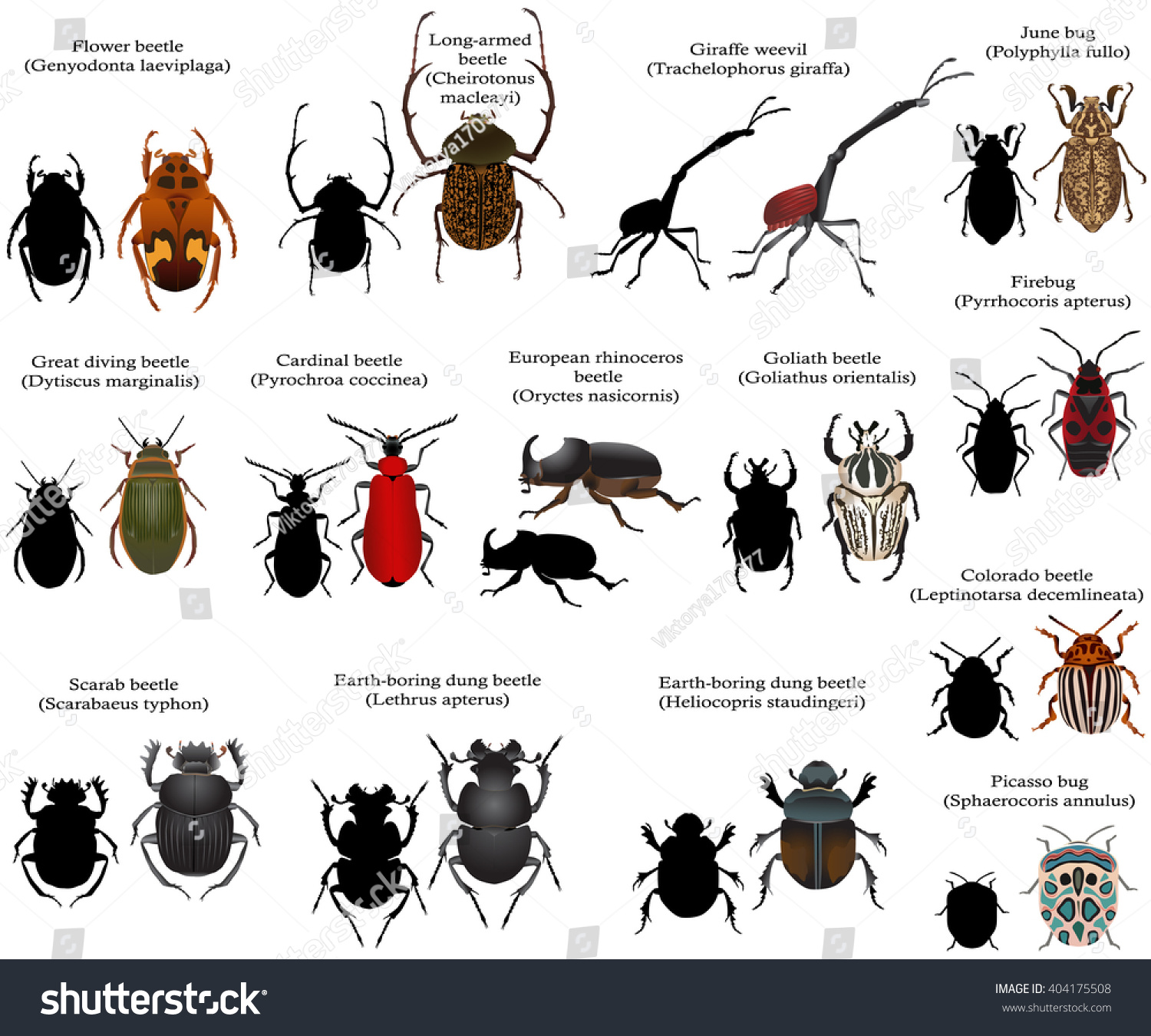 SVG of Beetles svg