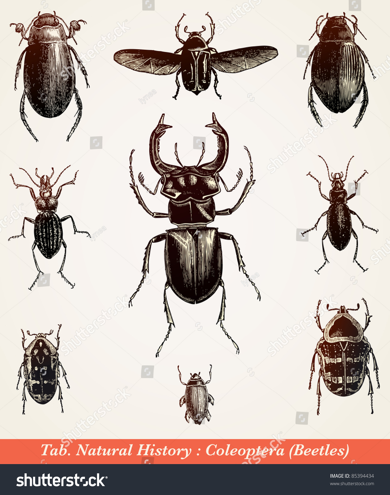 from create vectors in a table r Dhistoire Vintage Cent Illustration Engraved Beetles Stock