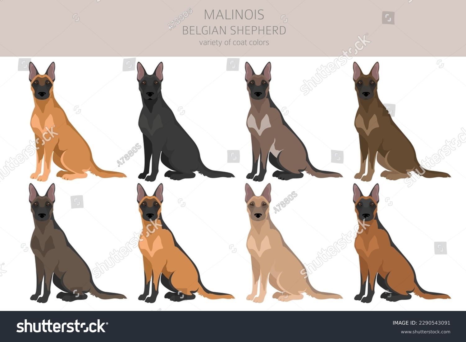 SVG of Belgian Malinois clipart. Different poses, coat colors set.  Vector illustration svg