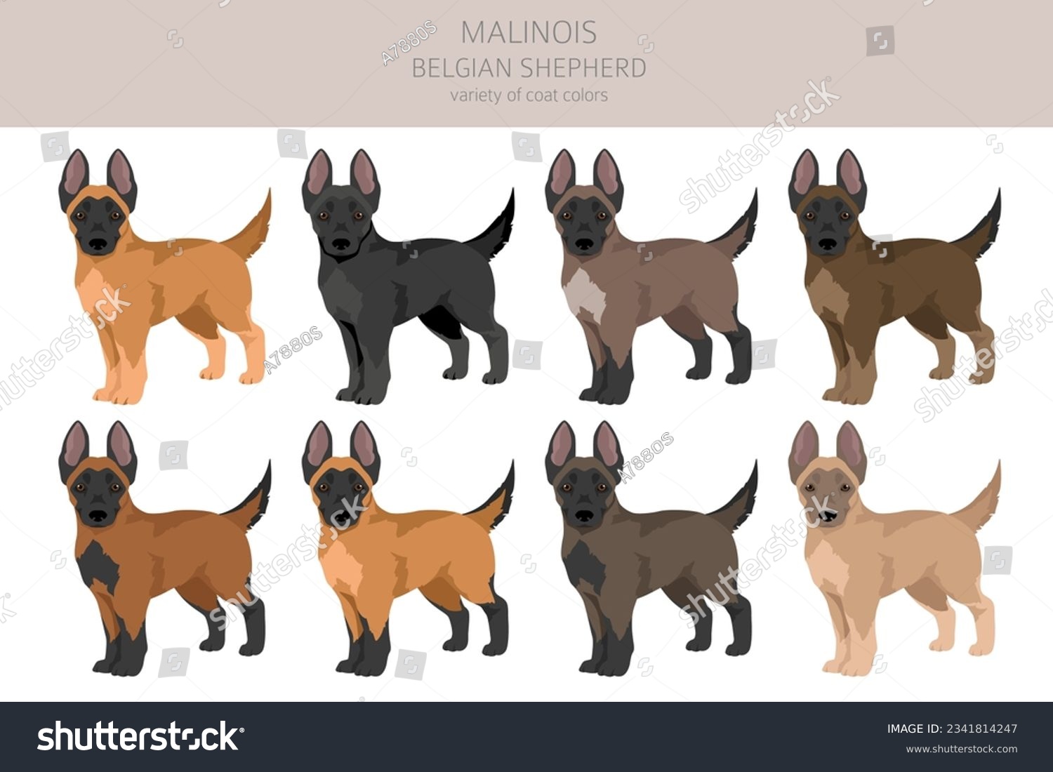SVG of Belgian Malinois puppies clipart. Different poses, coat colors set.  Vector illustration svg