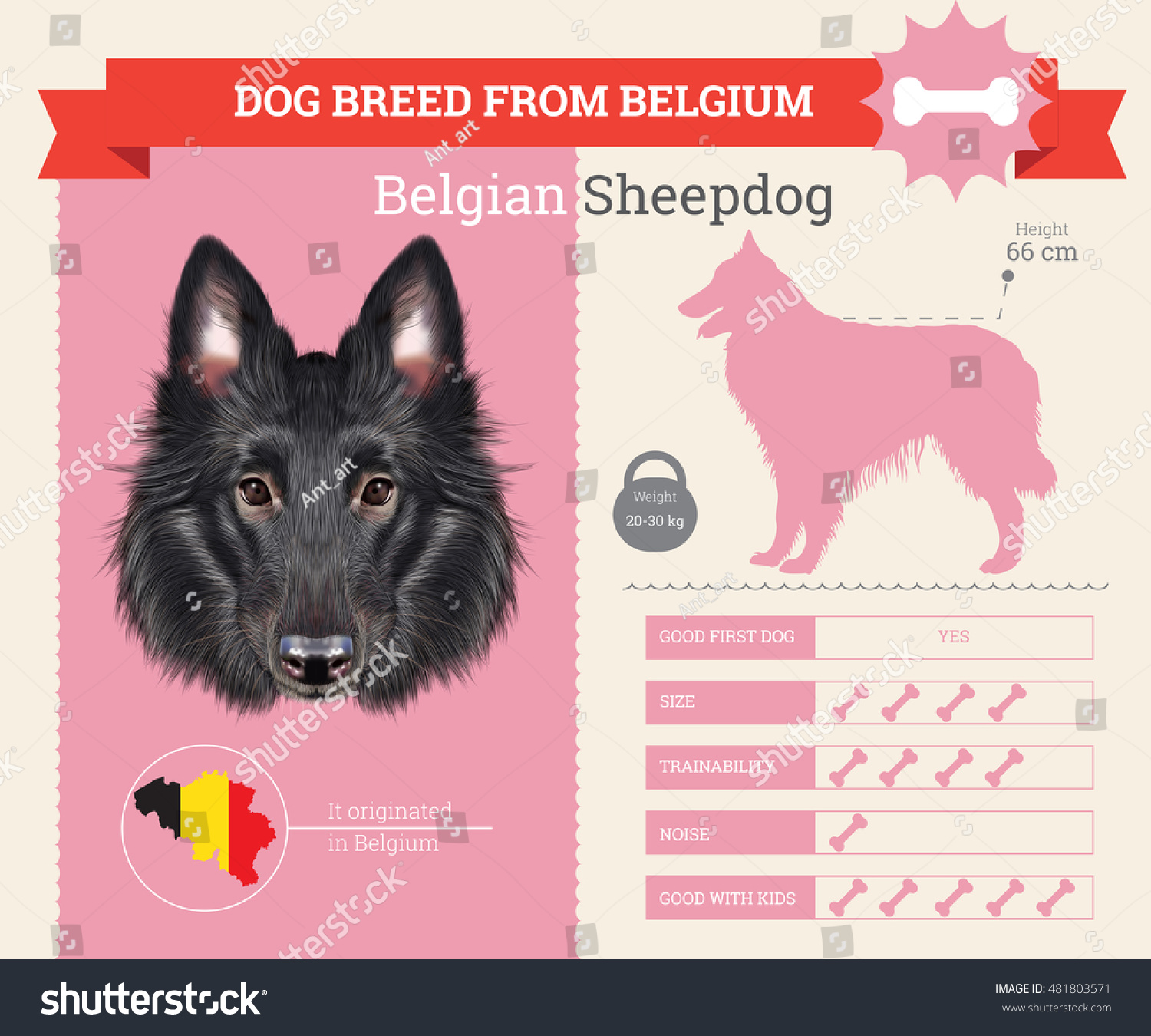 SVG of Belgian Sheepdog dog breed vector info graphics. This dog breed from Belgium svg