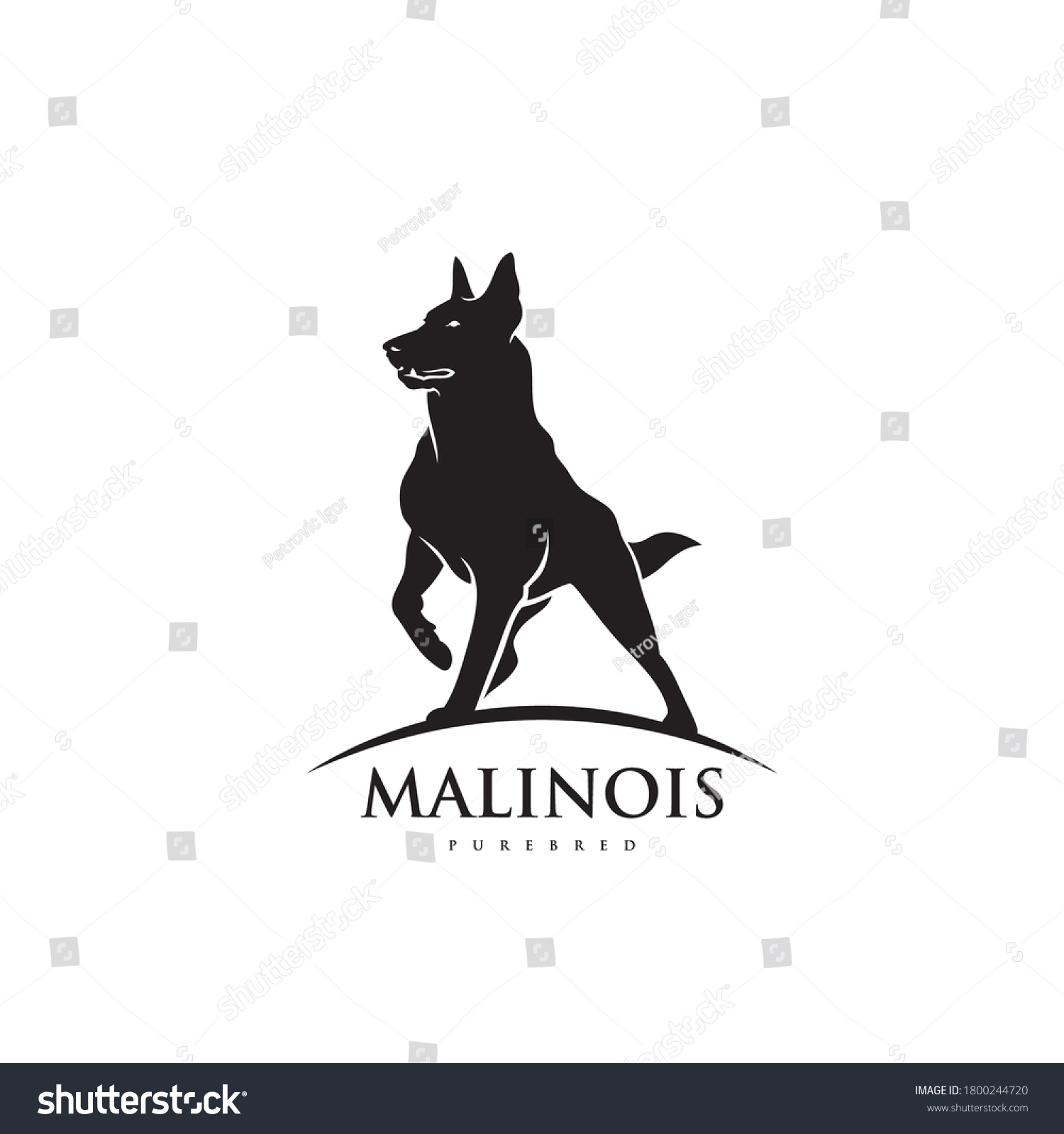 SVG of Belgian shepherd dog Malinois - isolated vector illustration svg