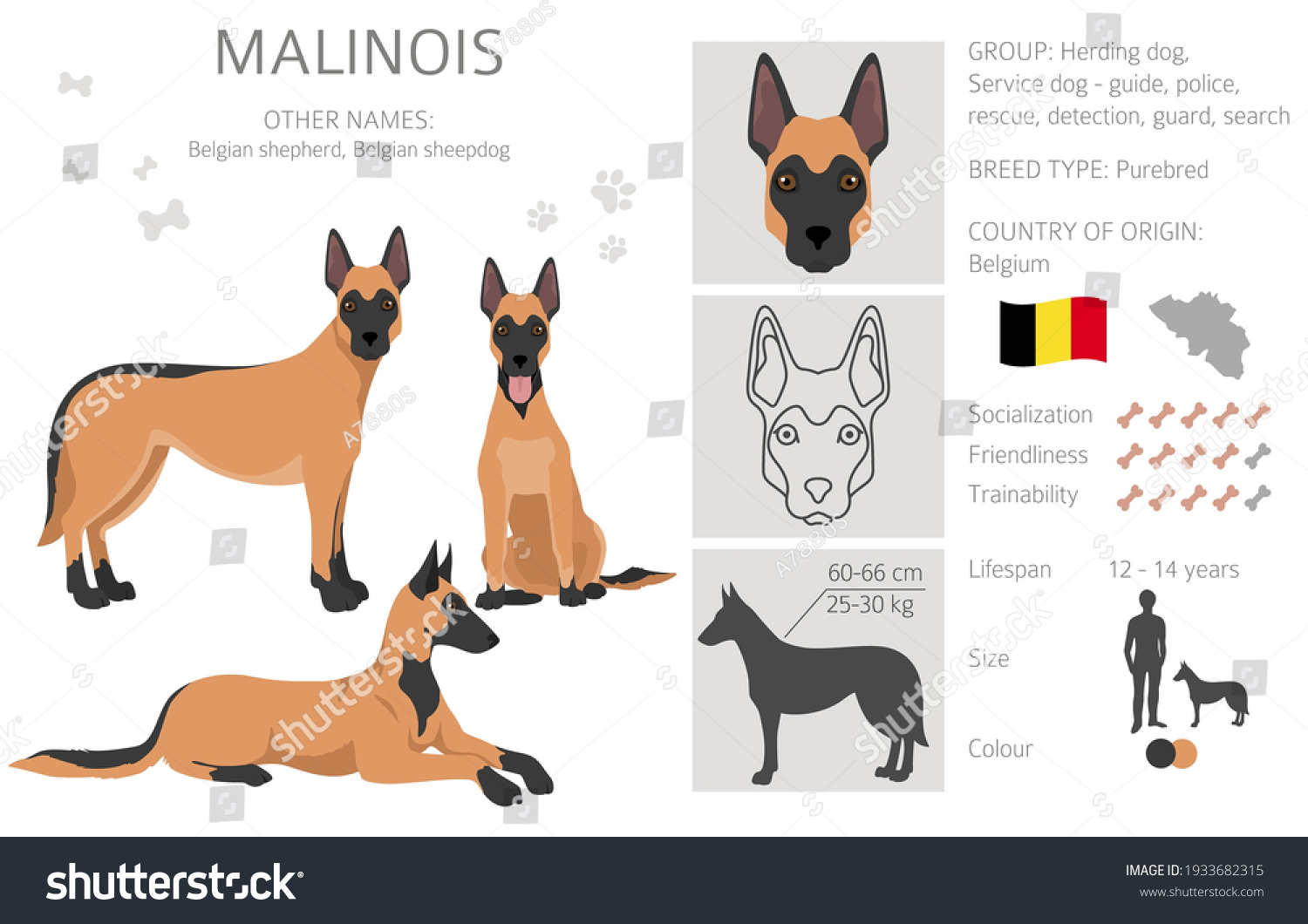 SVG of Belgian shepherd malinois clipart. Different poses, coat colors set.  Vector illustration svg