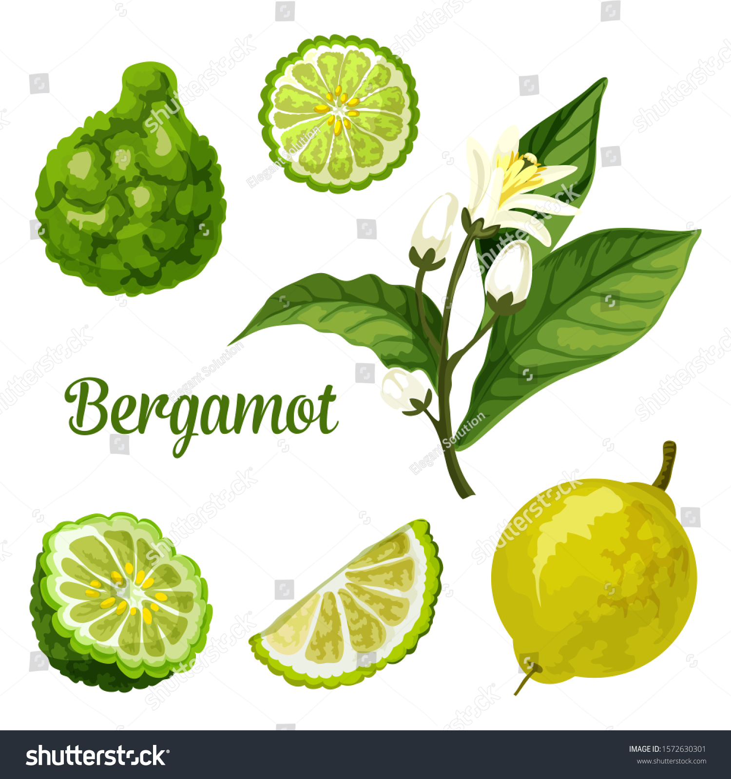Bergamot Orange Fruit Vector Botanical Illustration Stock Vector