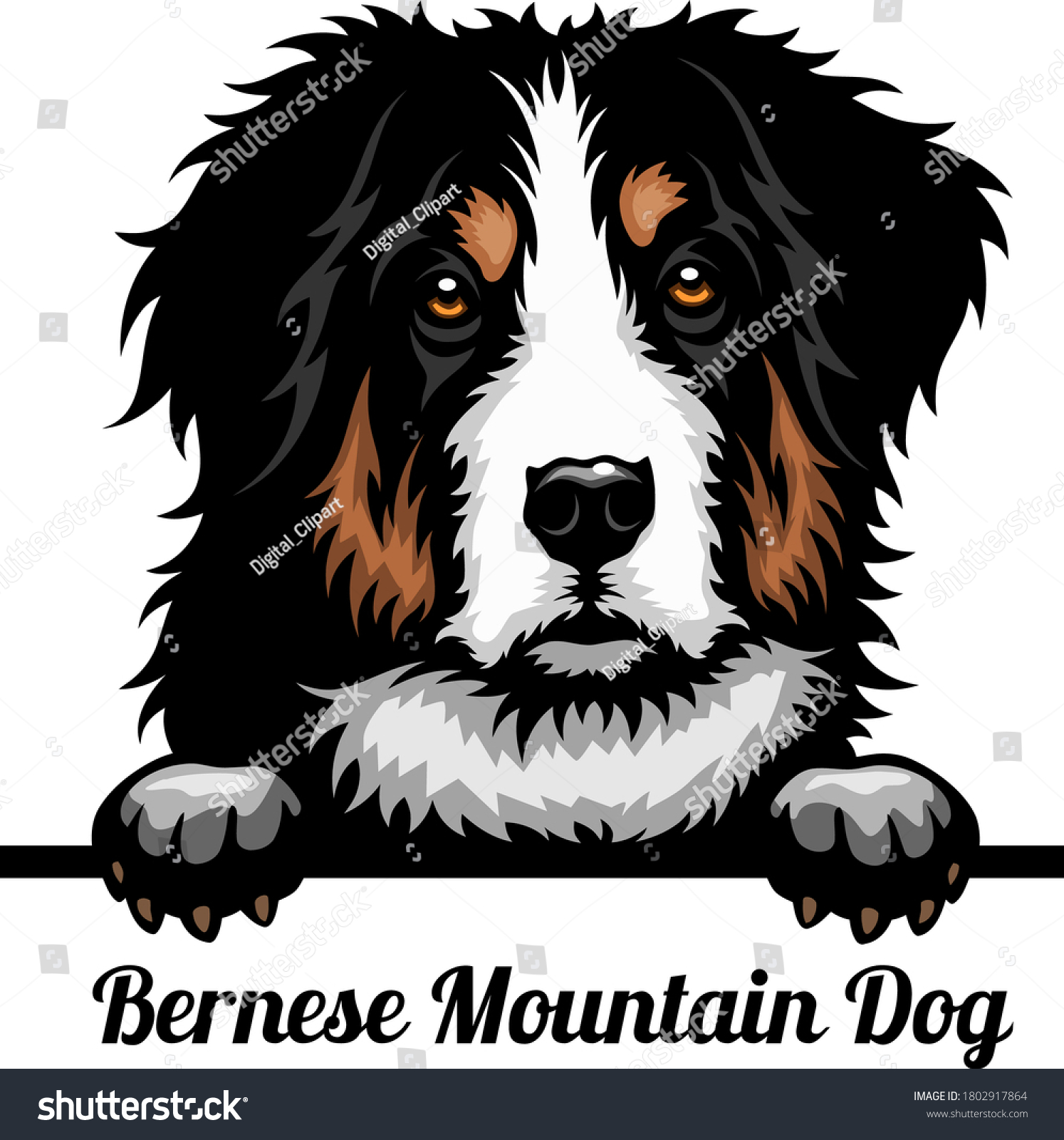 Bernese Mountain Dog Color Dog Dog Stock Vector (Royalty Free) 1802917864
