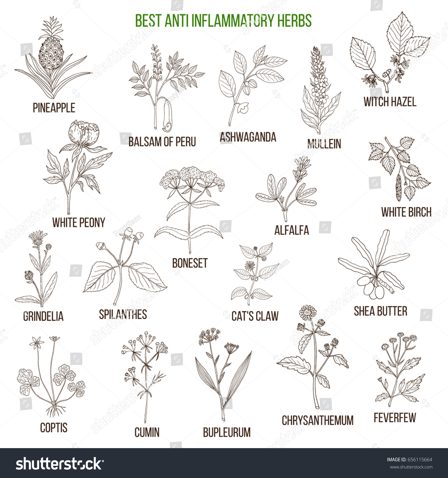 Best Antiinflammatory Herbs Hand Drawn Vector Stock Vector (Royalty ...