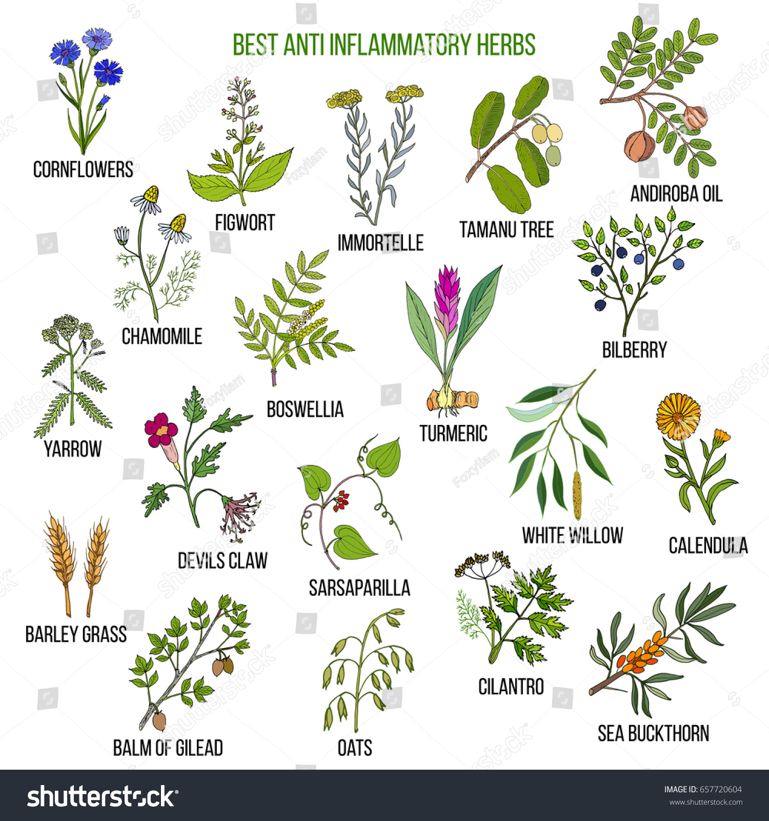 Best Antiinflammatory Herbs Hand Drawn Vector Stock Vector (Royalty ...