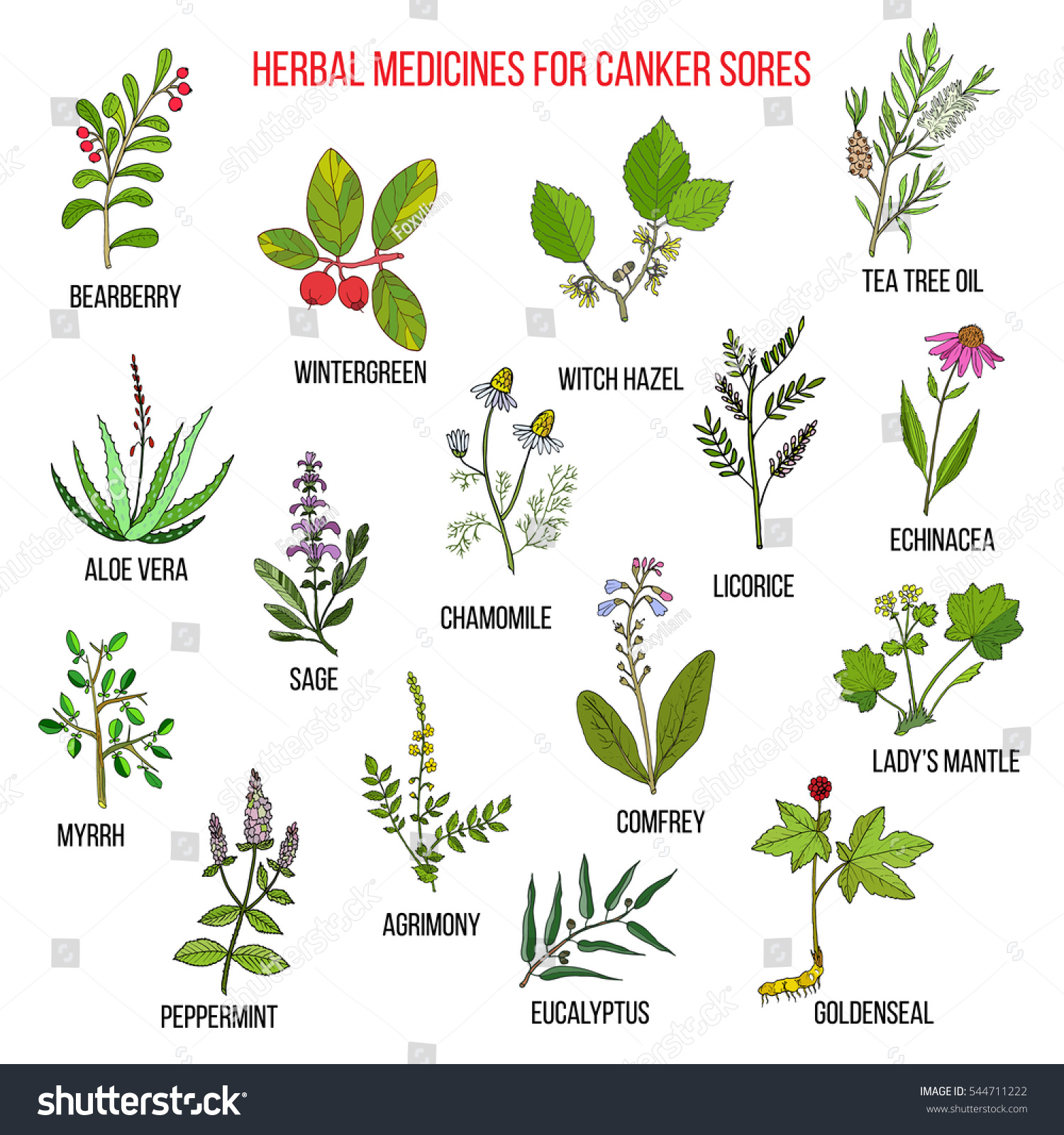 Best Herbal Remedies Canker Sores Hand Stock Vector (Royalty Free ...